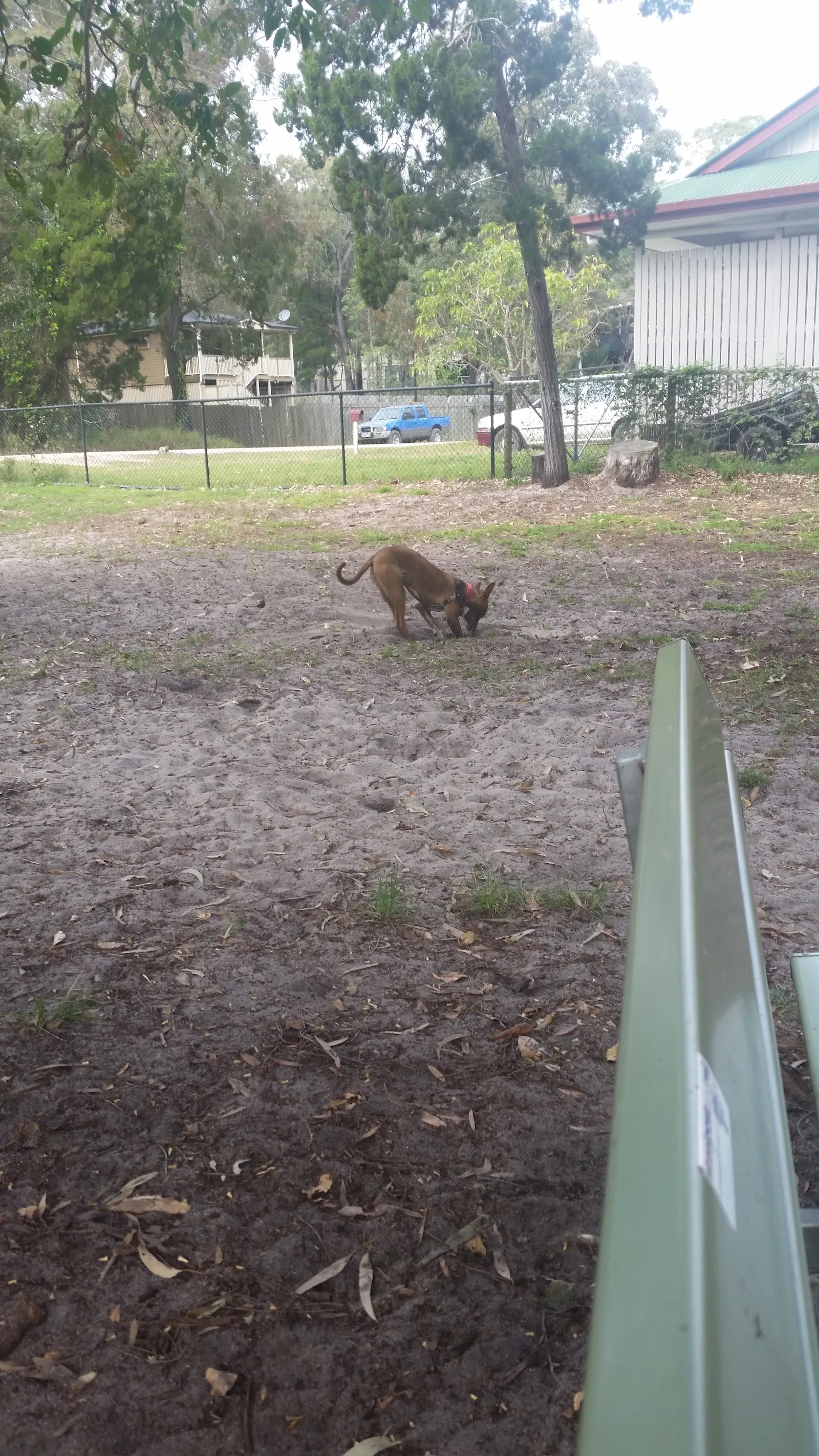 Macleay island dog Park dog park