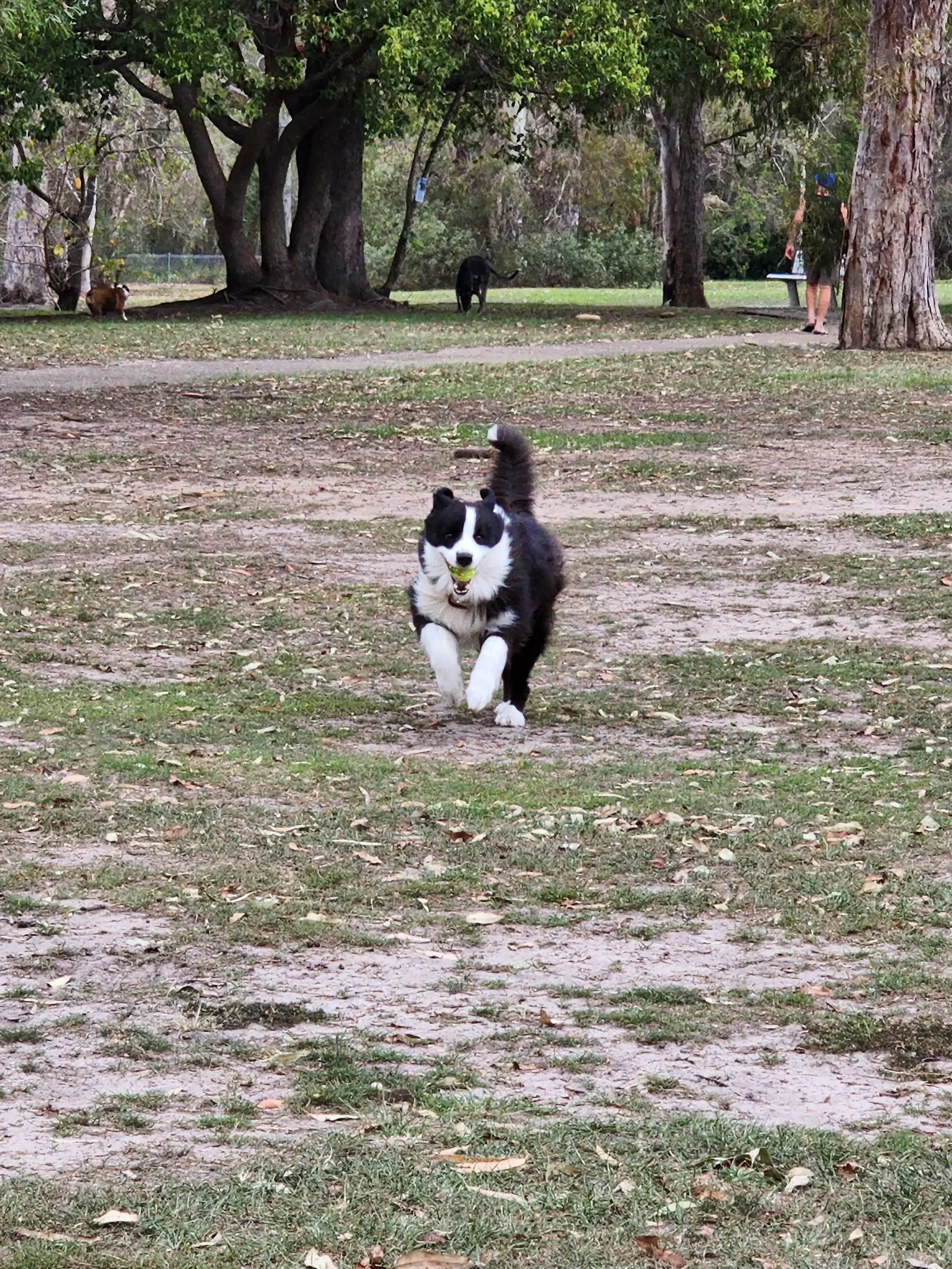 Redcliffe dog park dog park