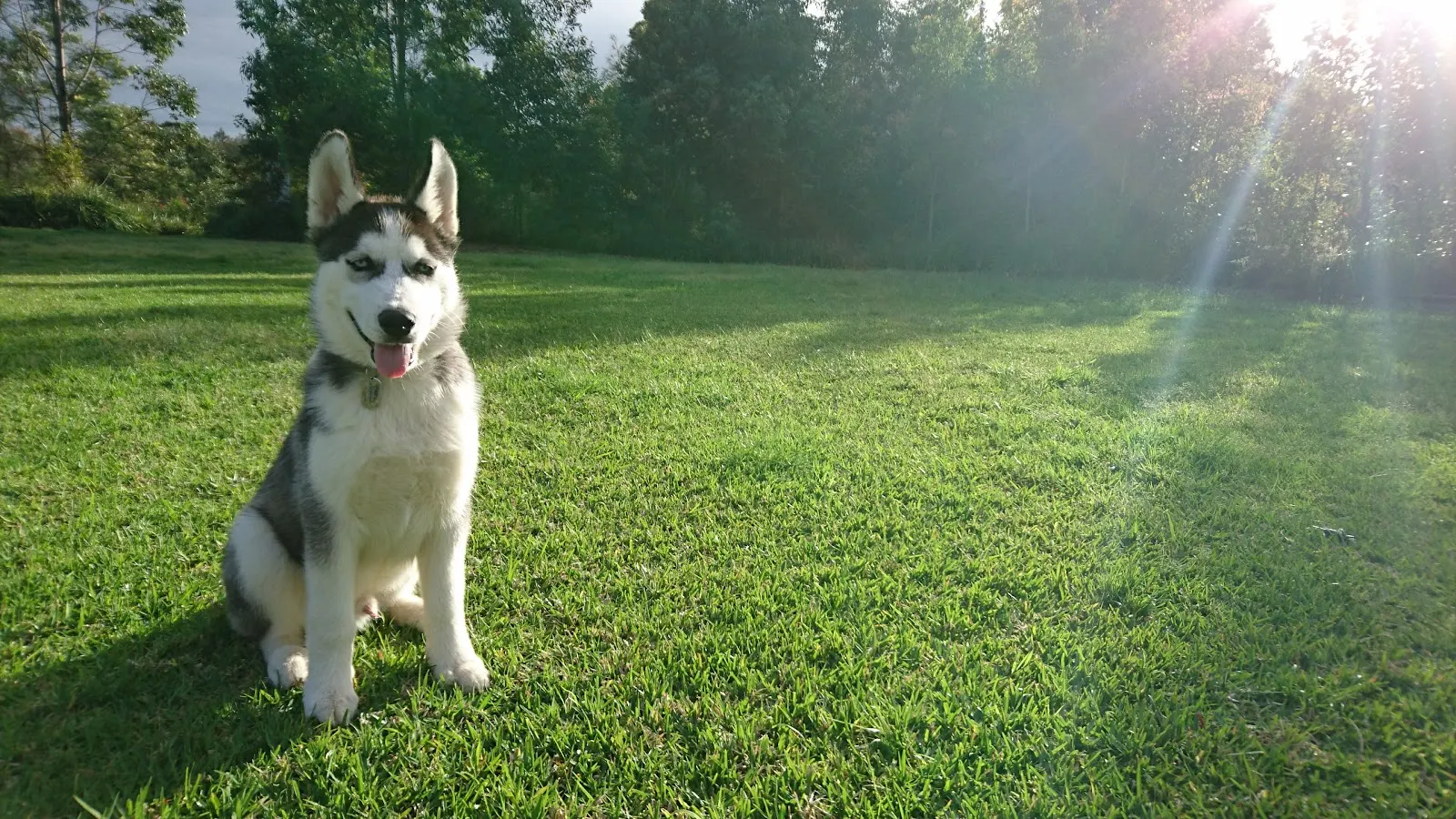 Elermore Vale Dog Off-Leash Area dog park