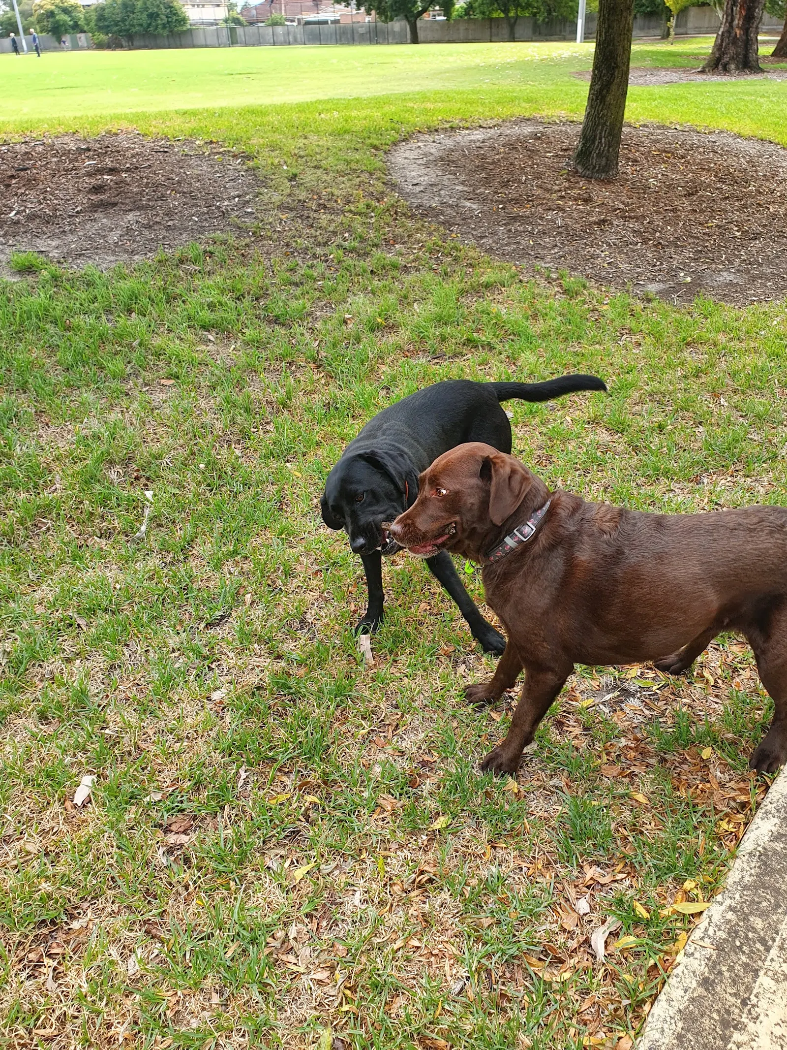 Moorabbin Reserve Dog Off Leash Area, Moorabbin