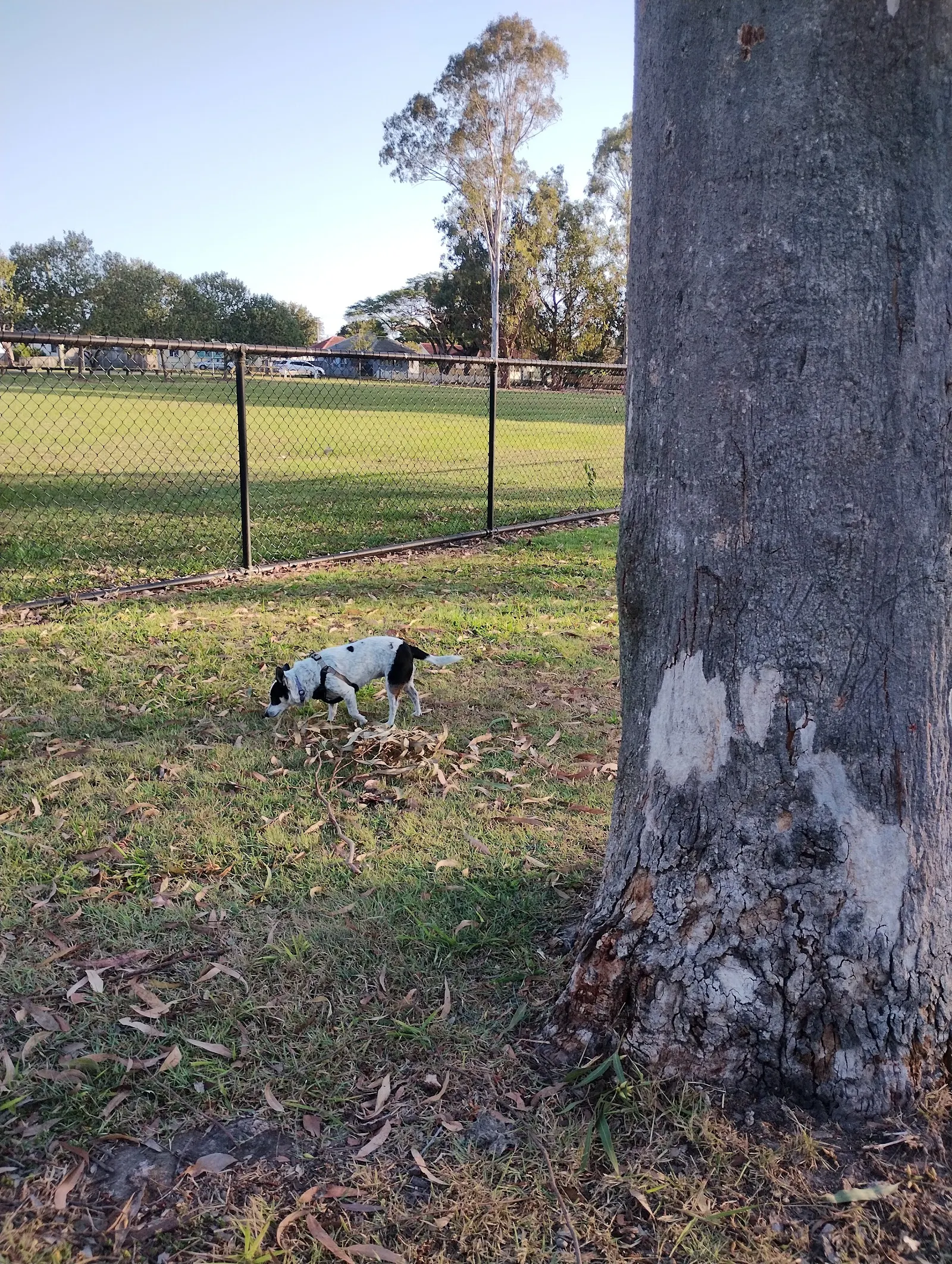 Dog Park at Kev Hooper Park dog park