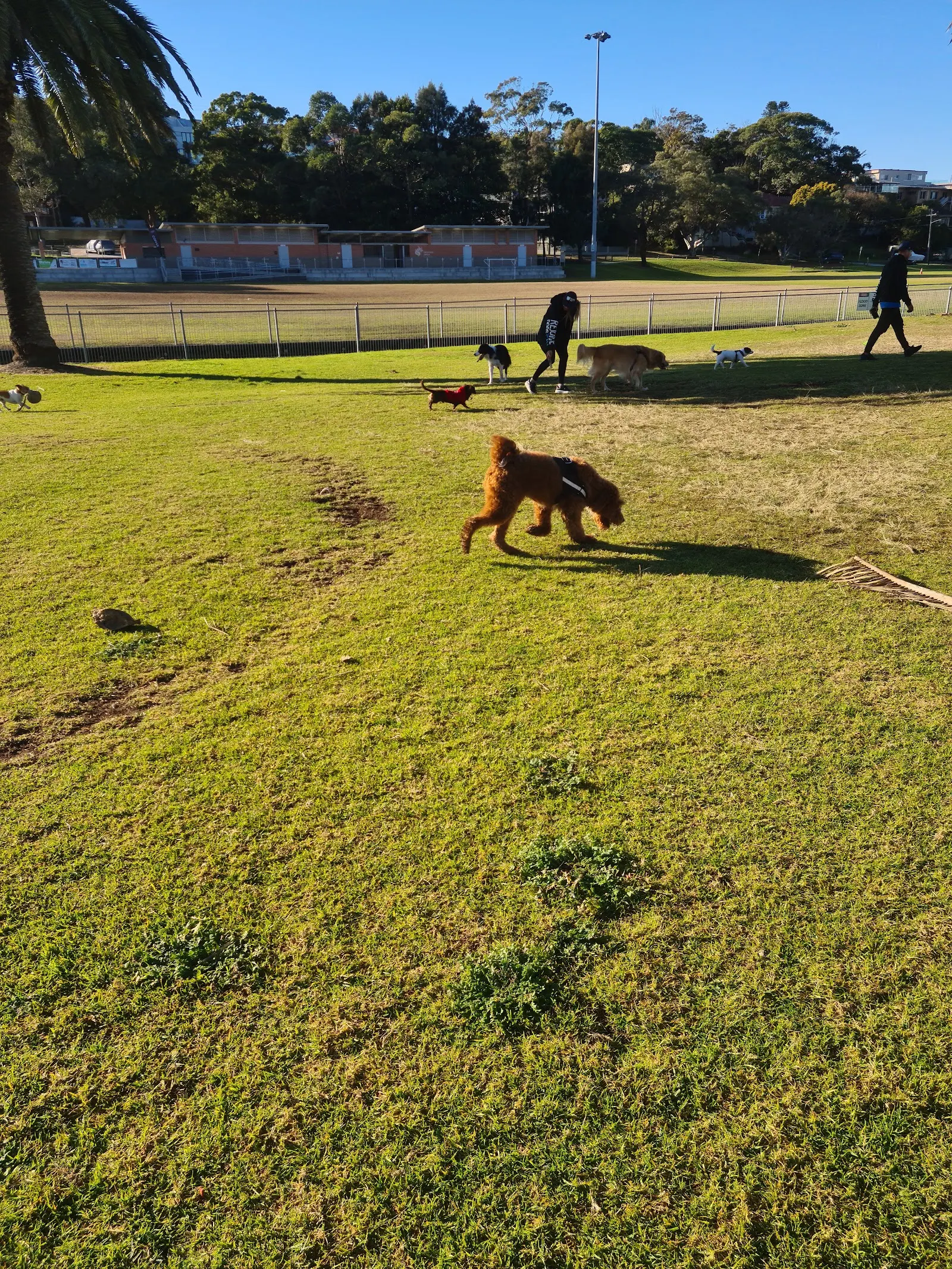 Carss Bush Park Fenced Dog Park dog park