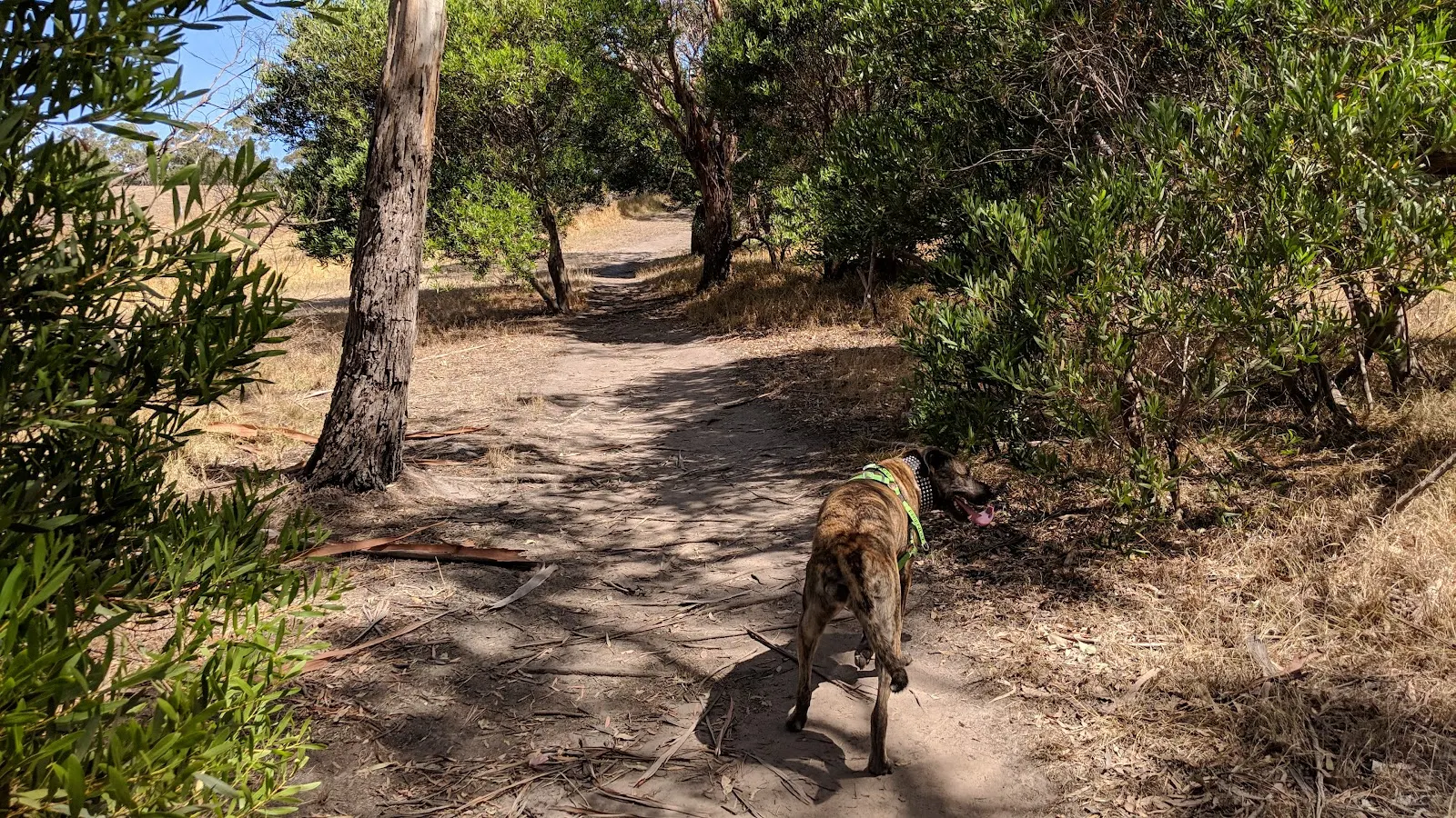 Community Forest Fenced Dog Park dog park
