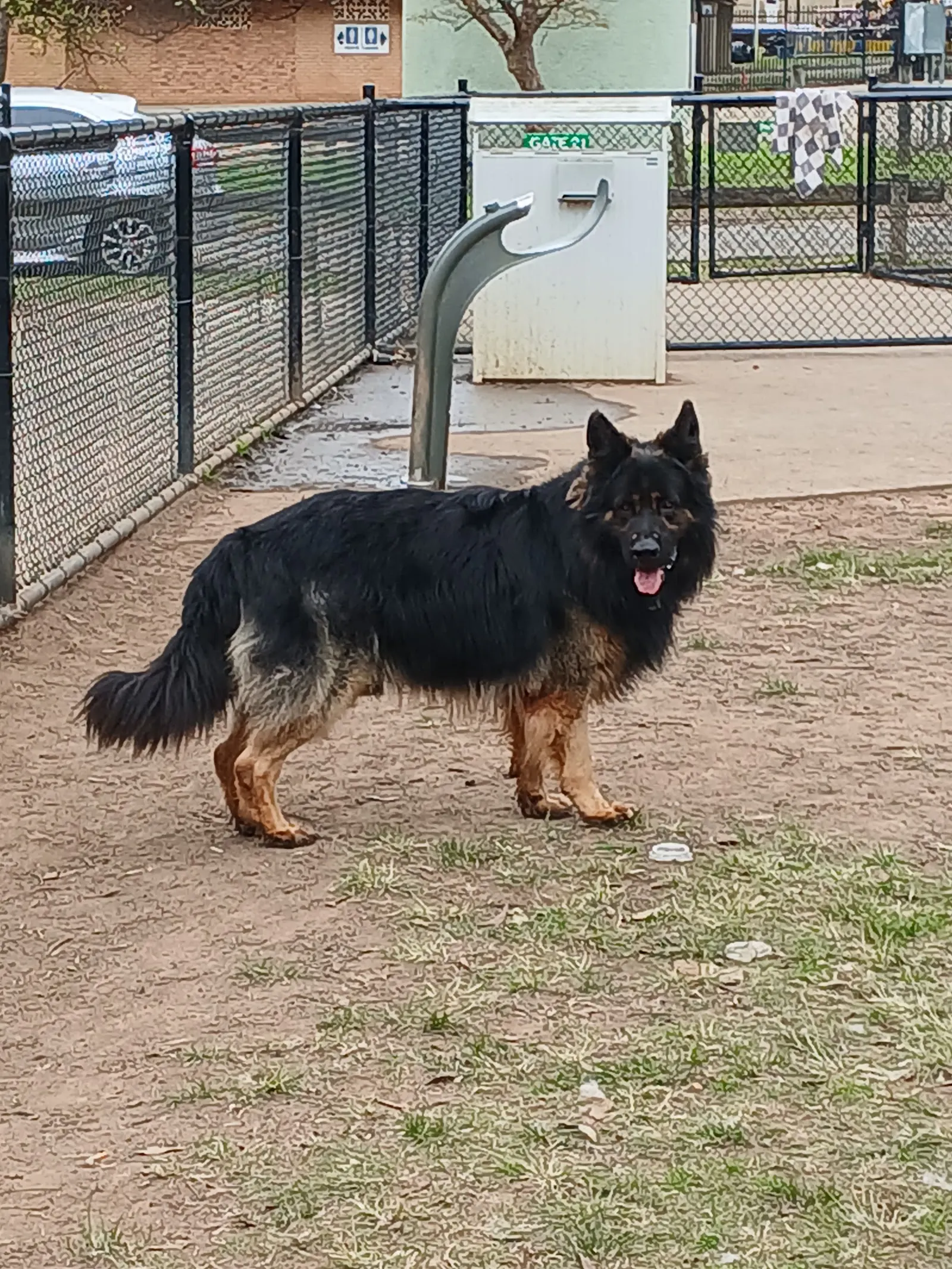 Fairfield Showground Fenced Dog Park dog park