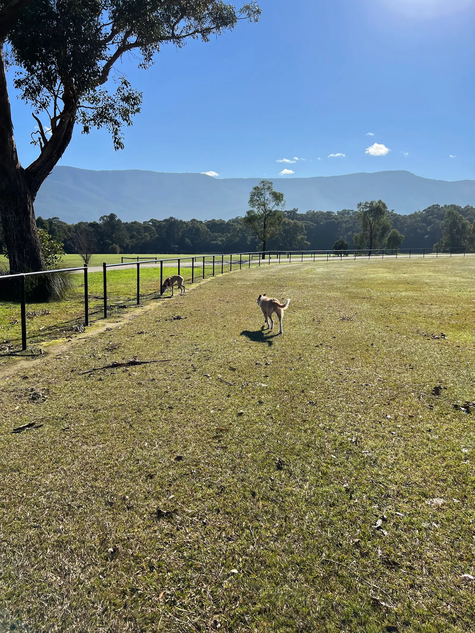Wesburn Park Dog Off Leash Area dog park