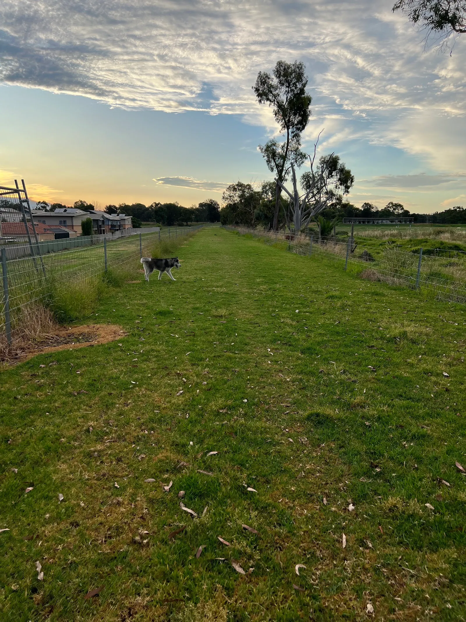 Narrung Street Fenced Dog Park dog park