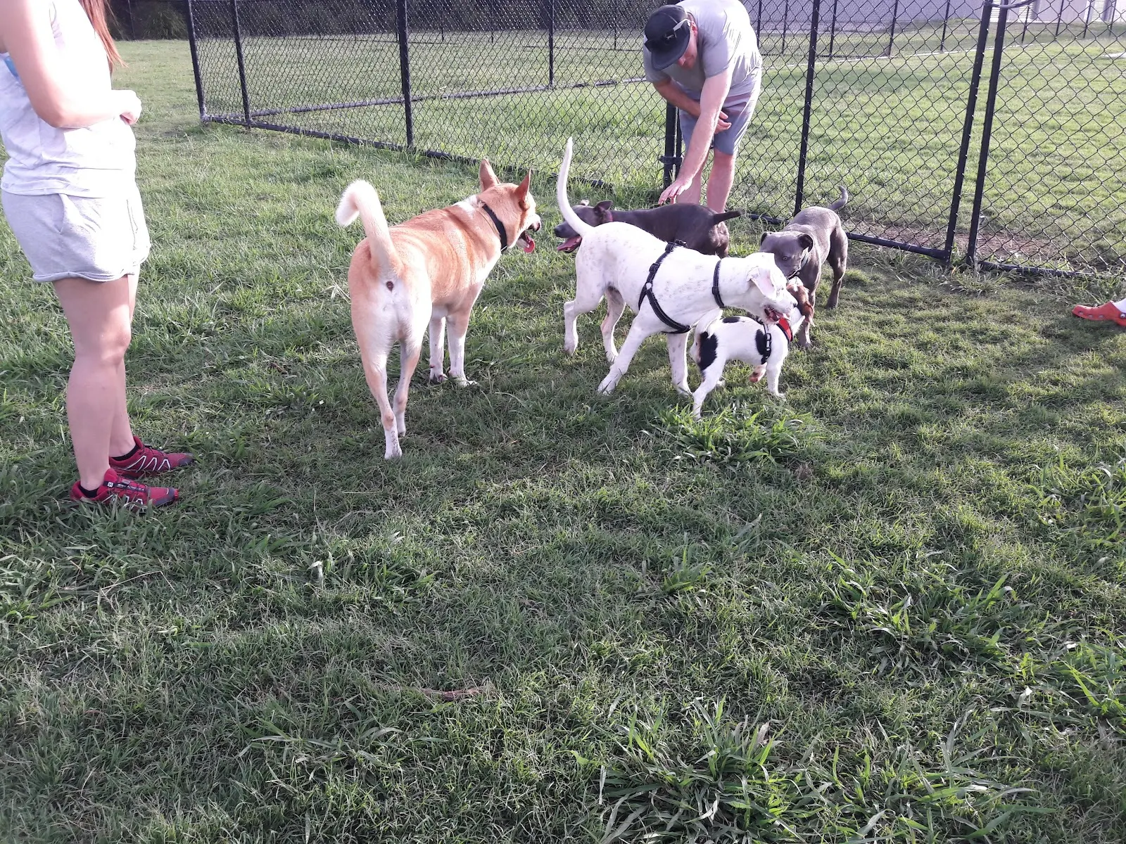 School Of Arts Rd Dog Parks dog park