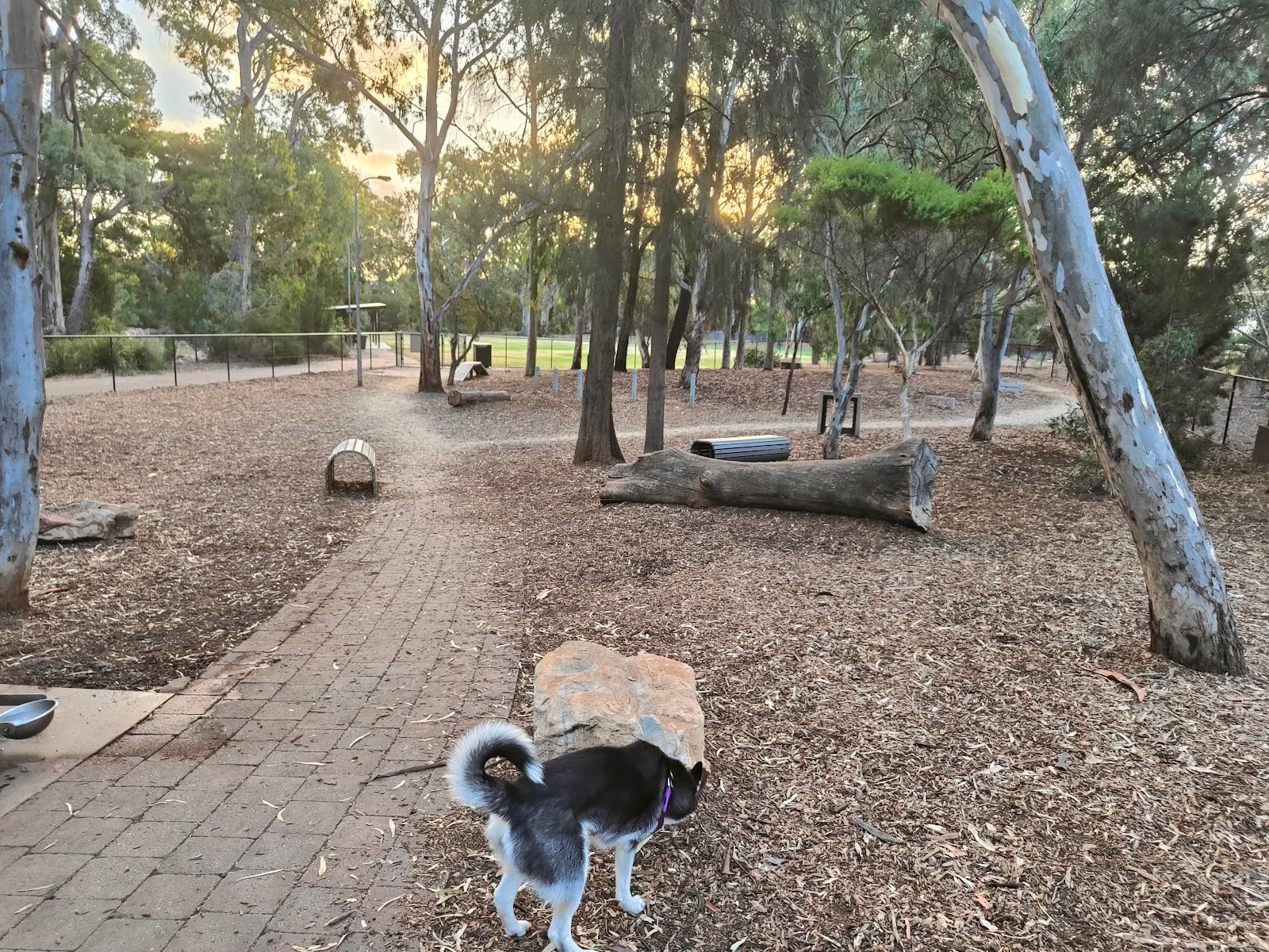 Four Paws Park Fenced Dog Park dog park