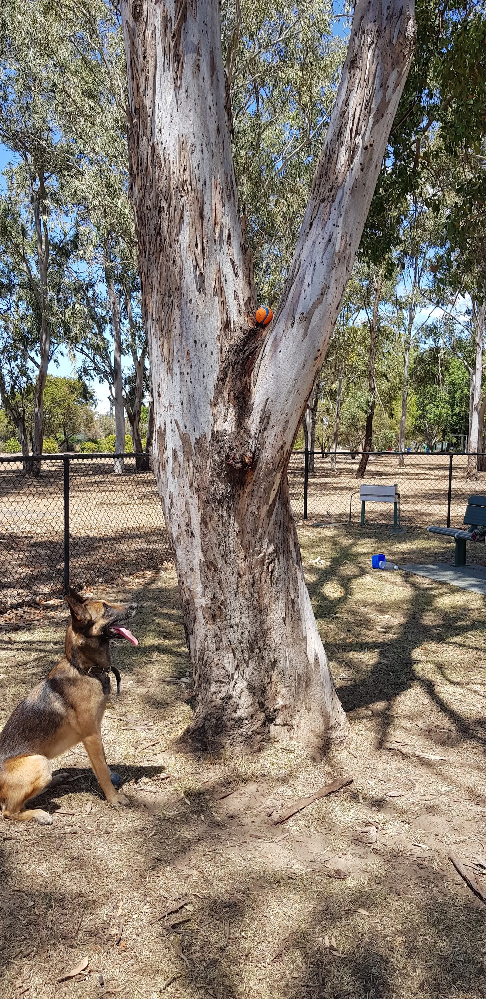 Piggott Reserve Fenced Dog Park dog park