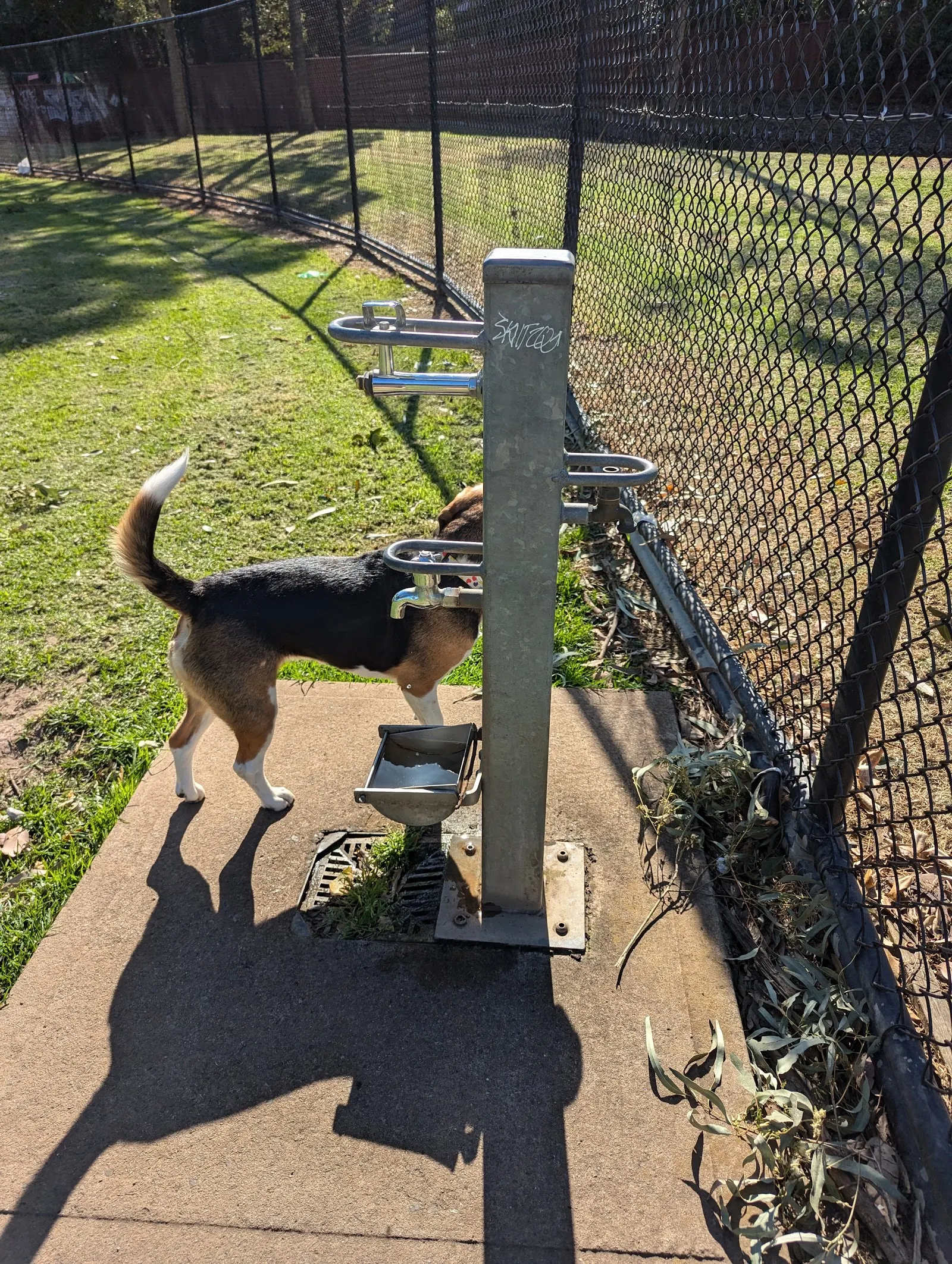 Peter Moore Field Fenced Dog Park dog park
