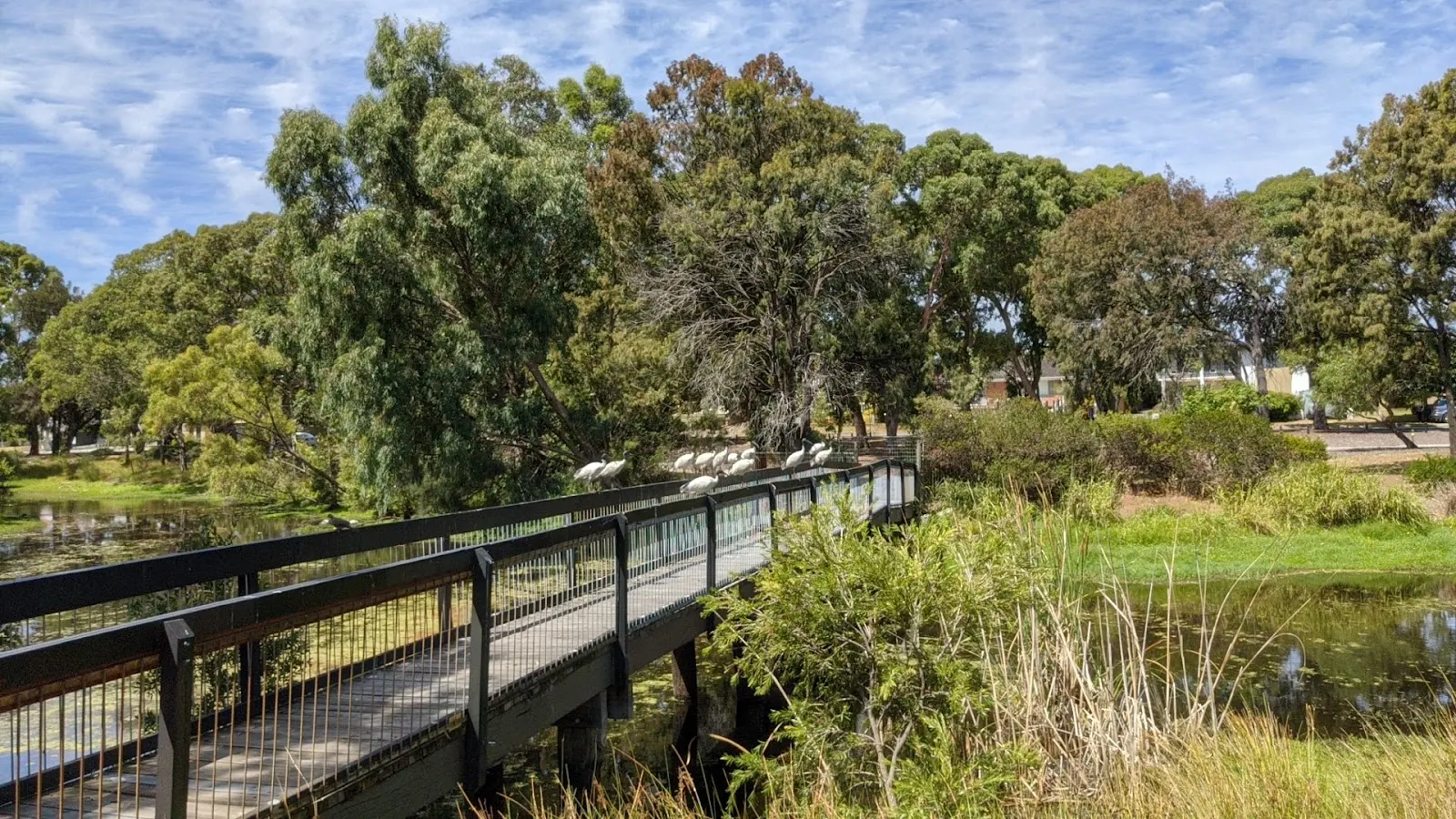 Dog Swamp Reserve dog park