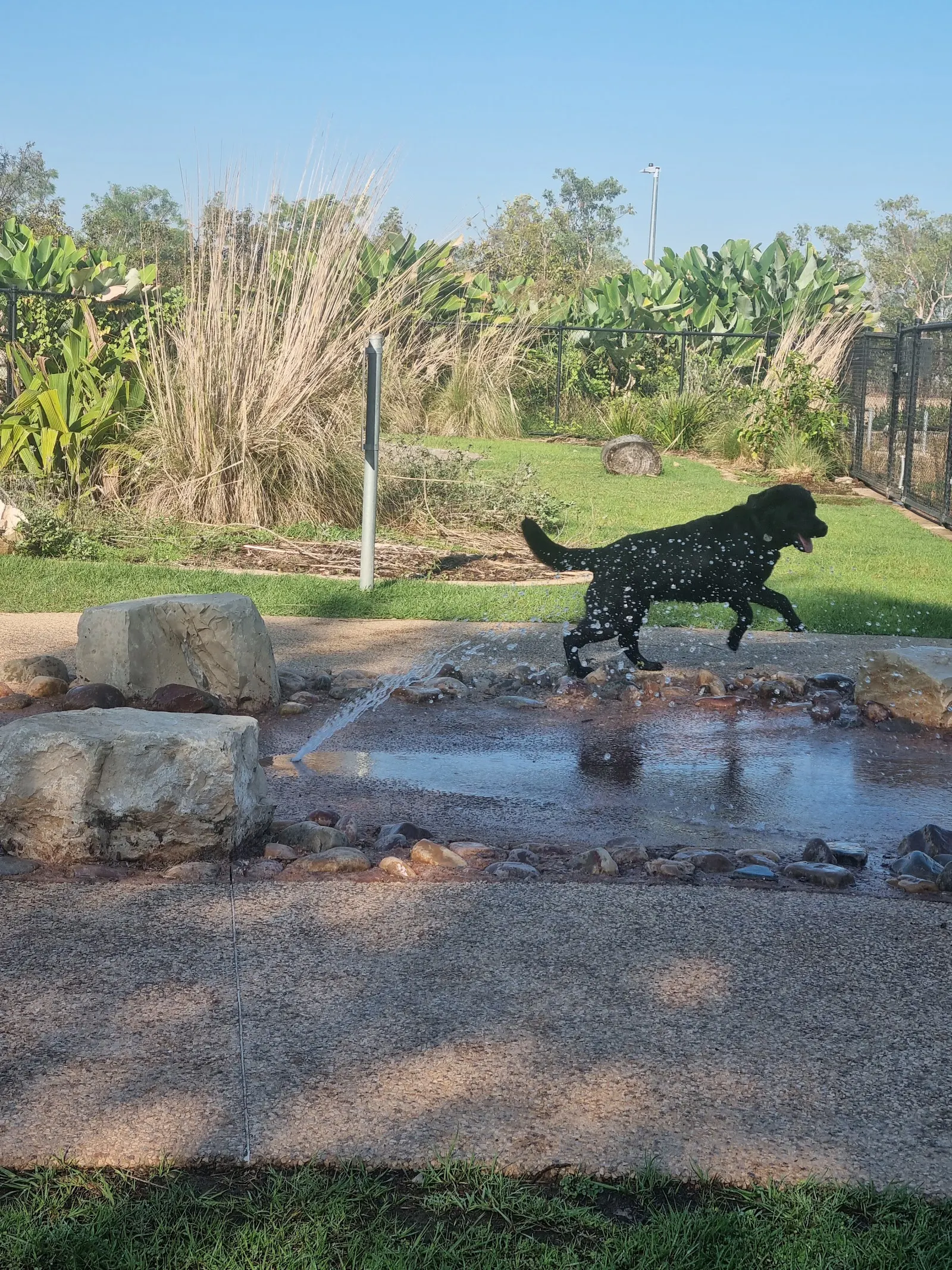Zuccoli Fenced Dog Park dog park