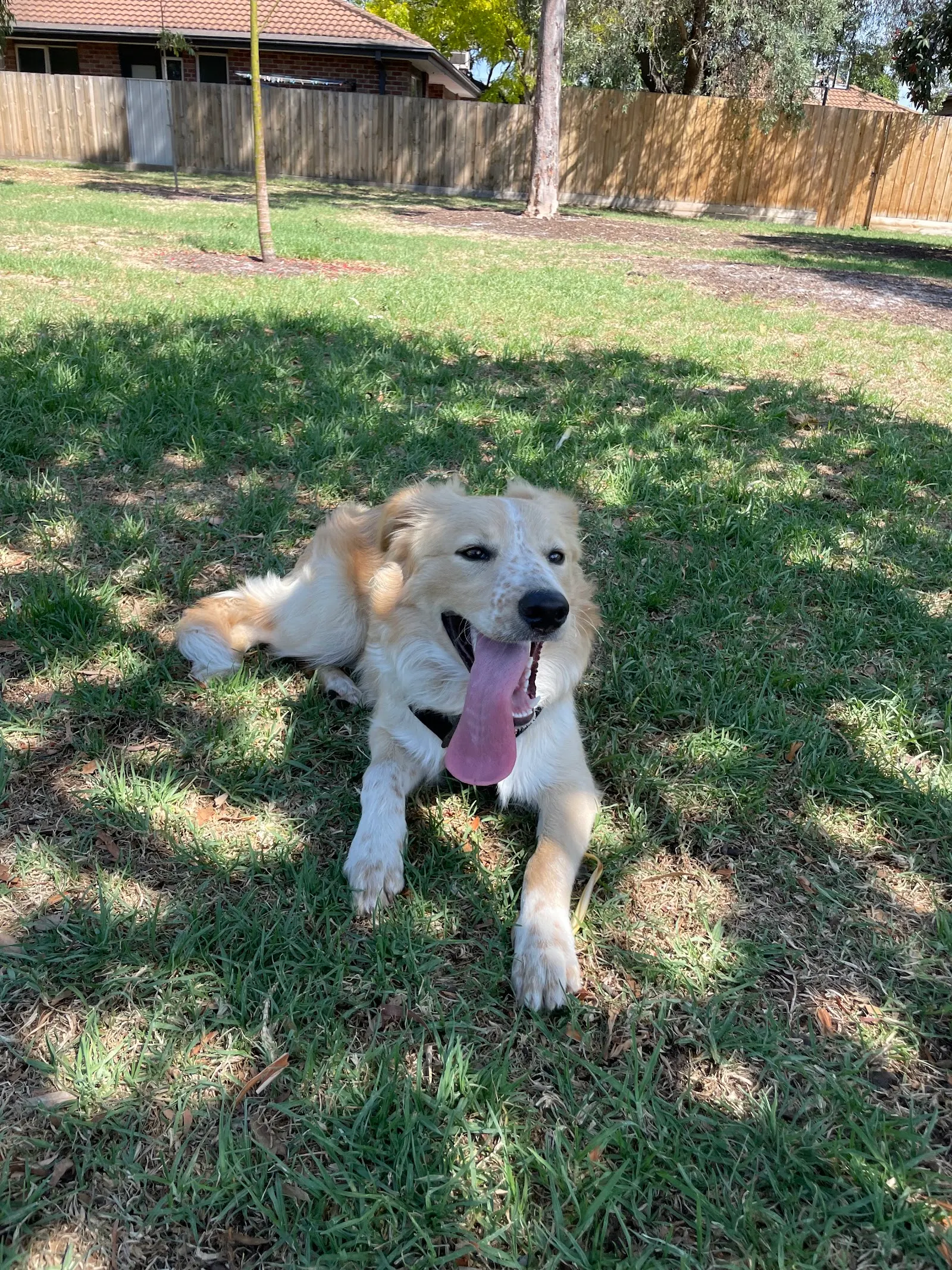 Merindah Park Dog Off Leash Area dog park