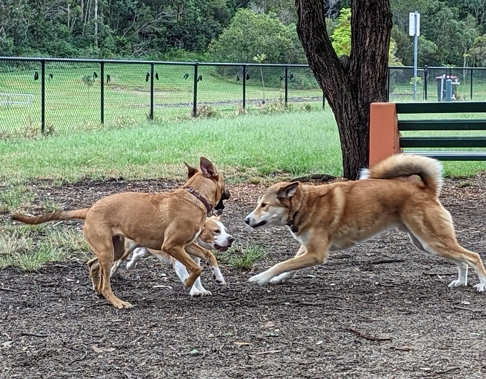 Algester Off Leash Dog Park dog park