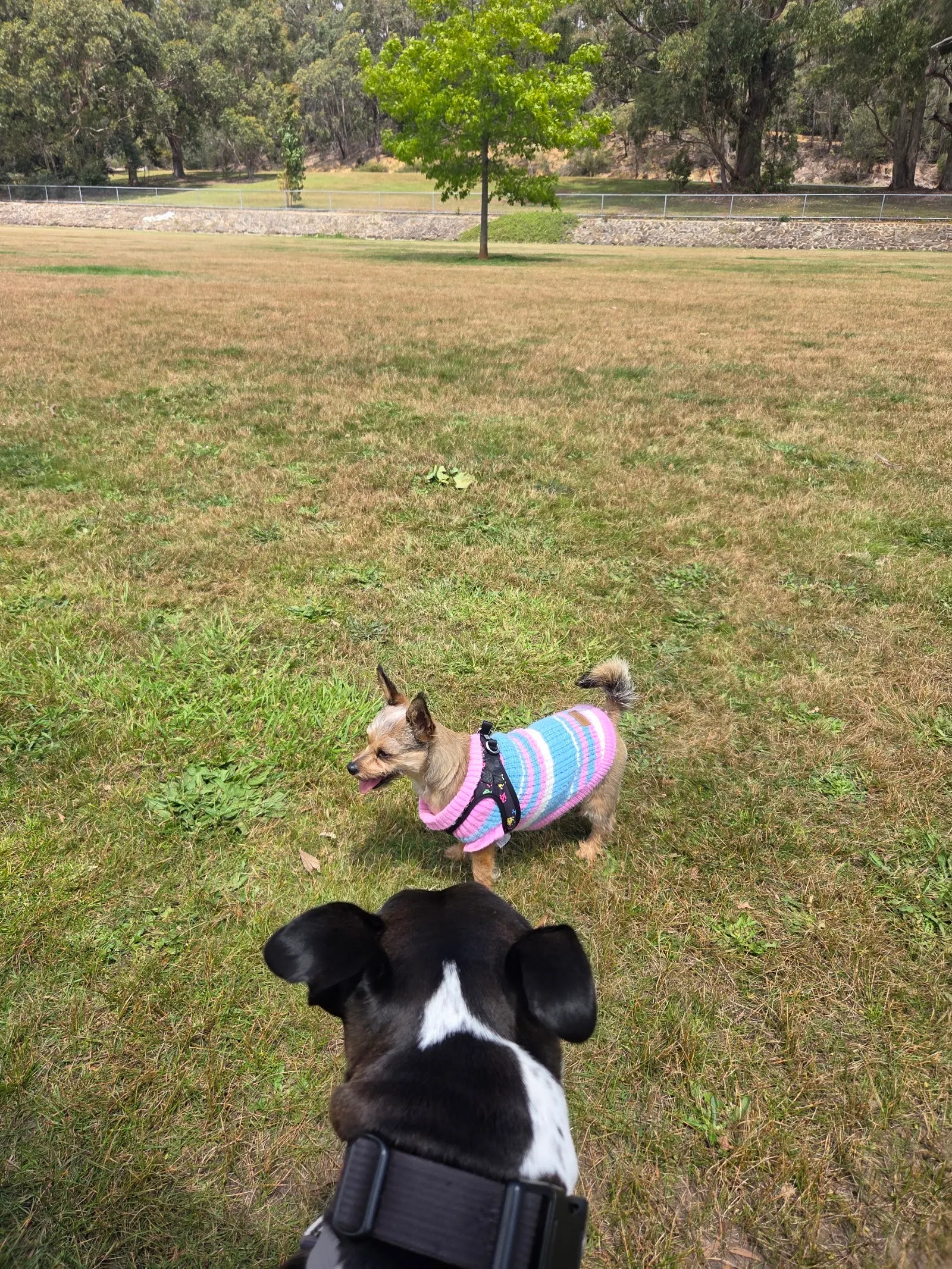 Penguin Dog Park dog park