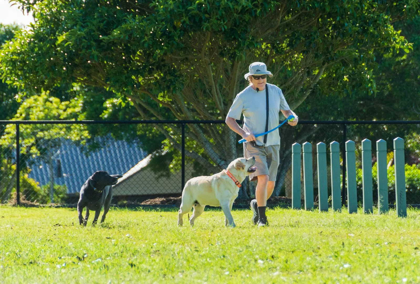 Barrett Street Park Fenced Dog Park dog park