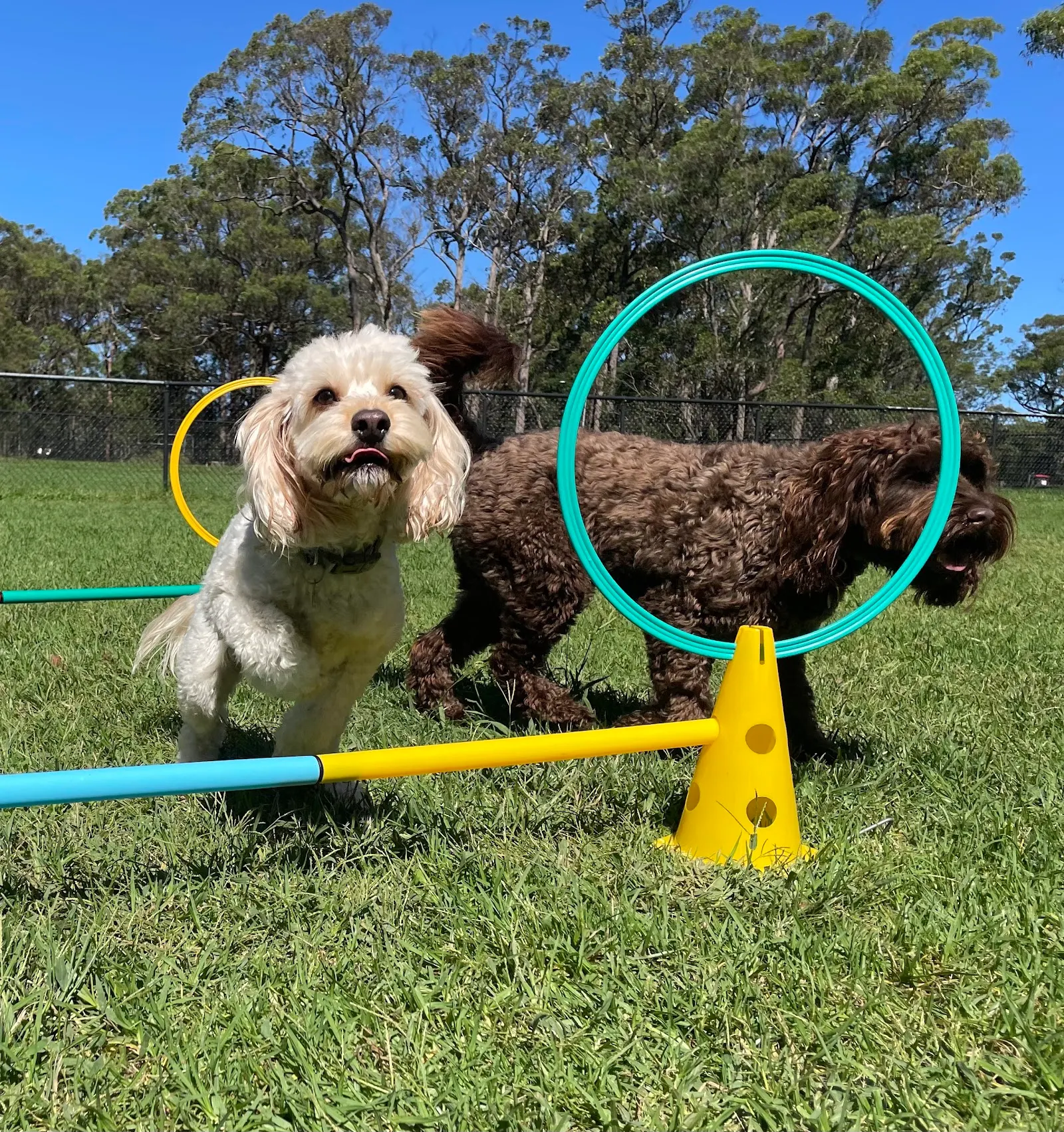 St Ives Showground Fenced Dog Park dog park
