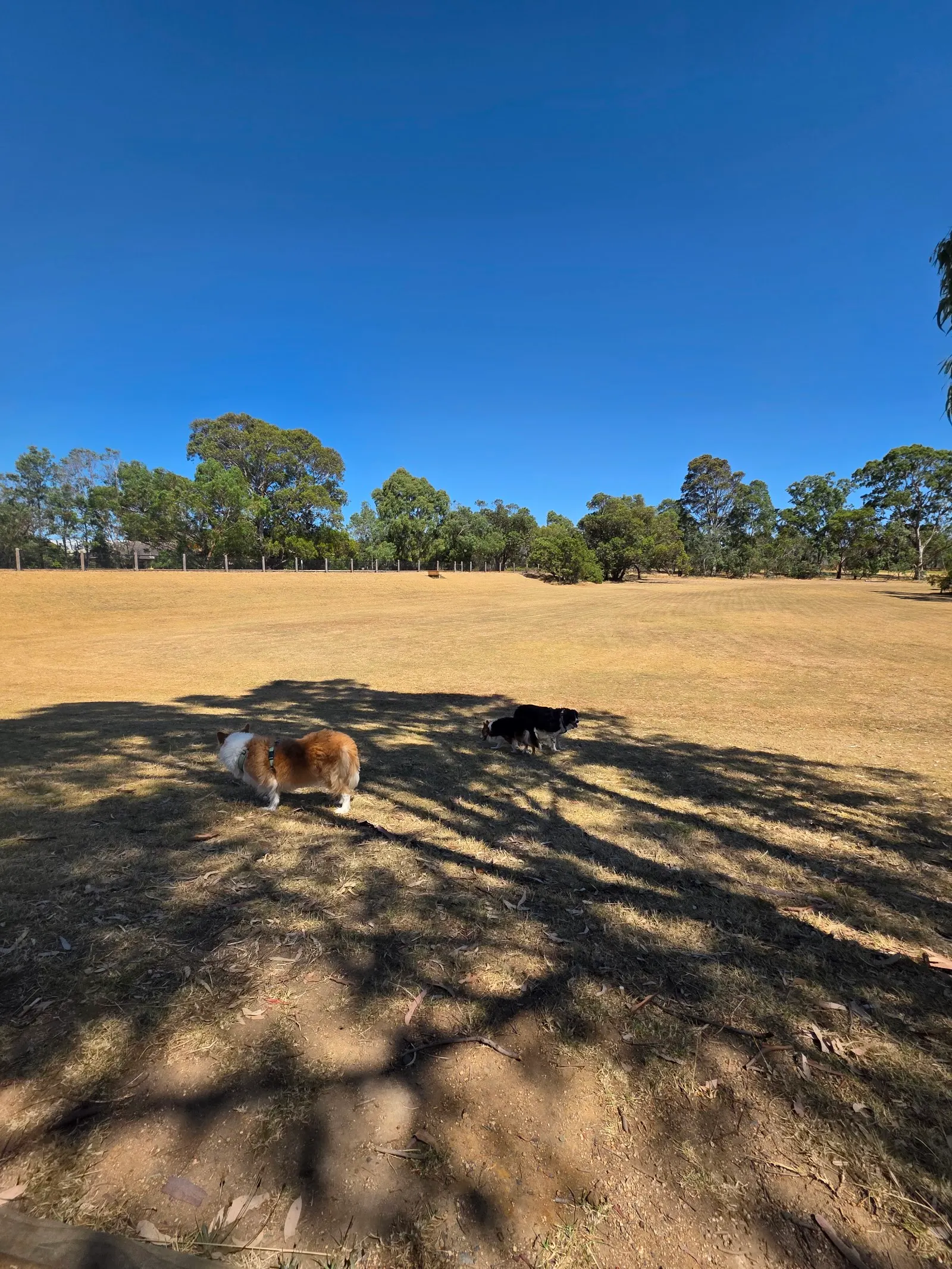 Fotheringham Reserve Dog Off Leash Area dog park
