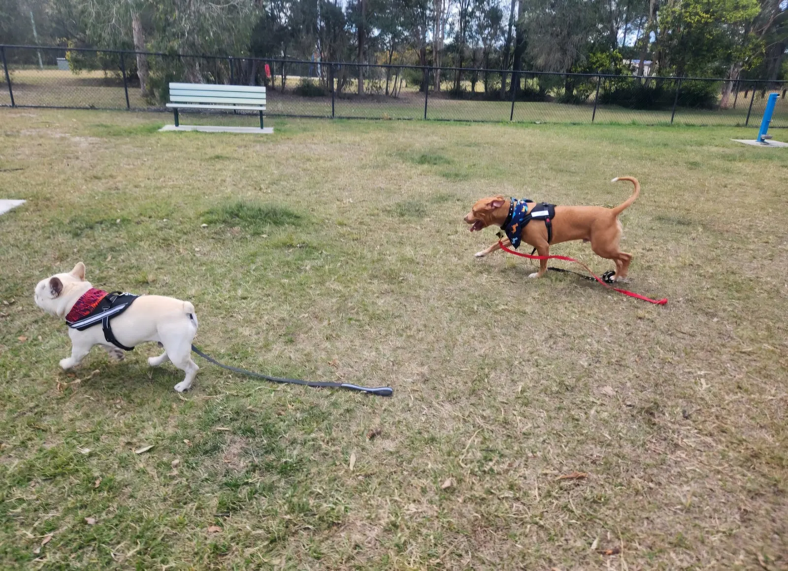 Brandon Park Fenced Dog Park dog park