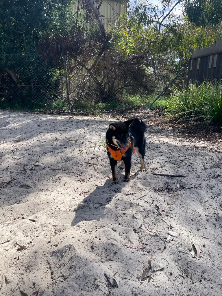 Dog Play Area dog park