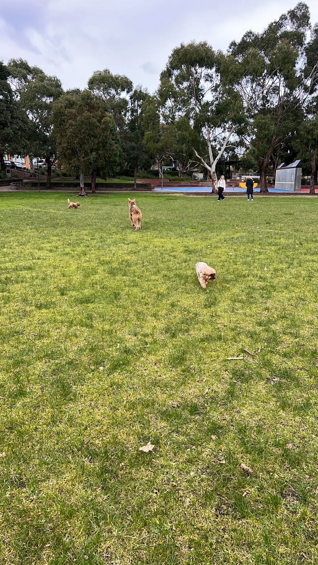 Hodgson Reserve Dog Off Leash Area dog park