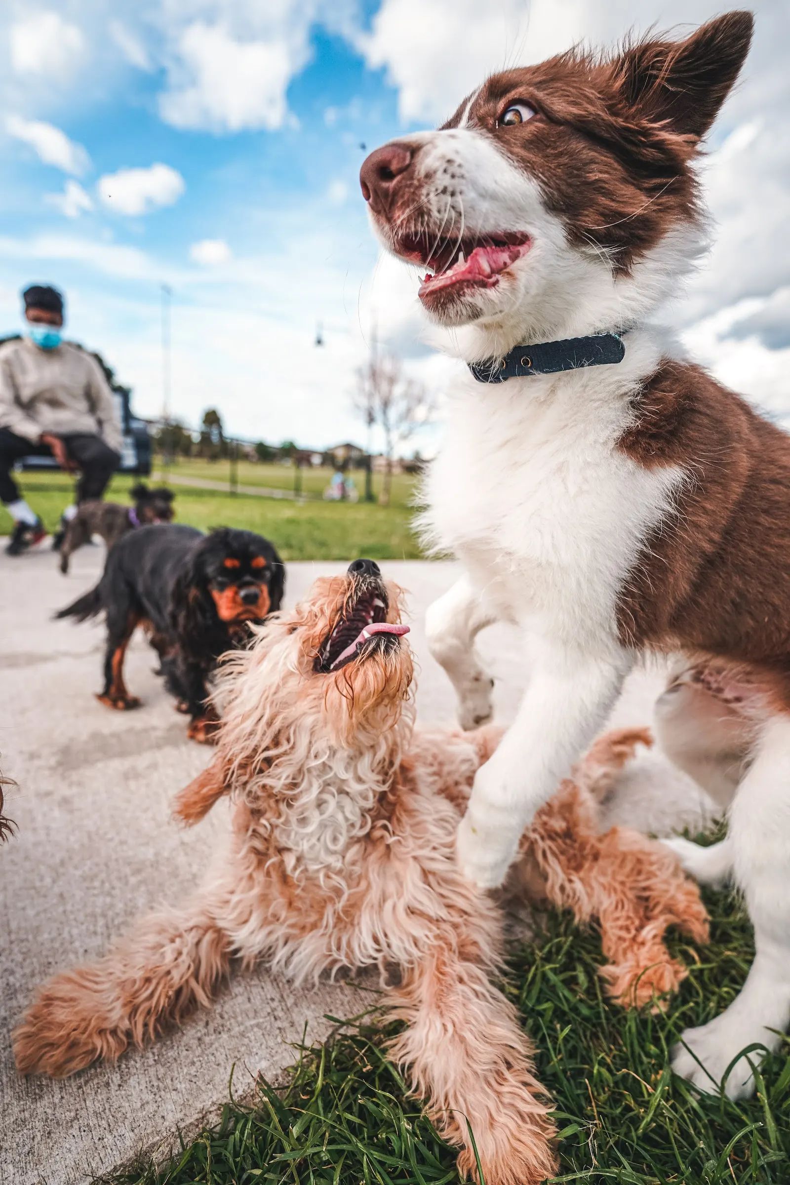 Off leash Dog Park,Derrimut dog park