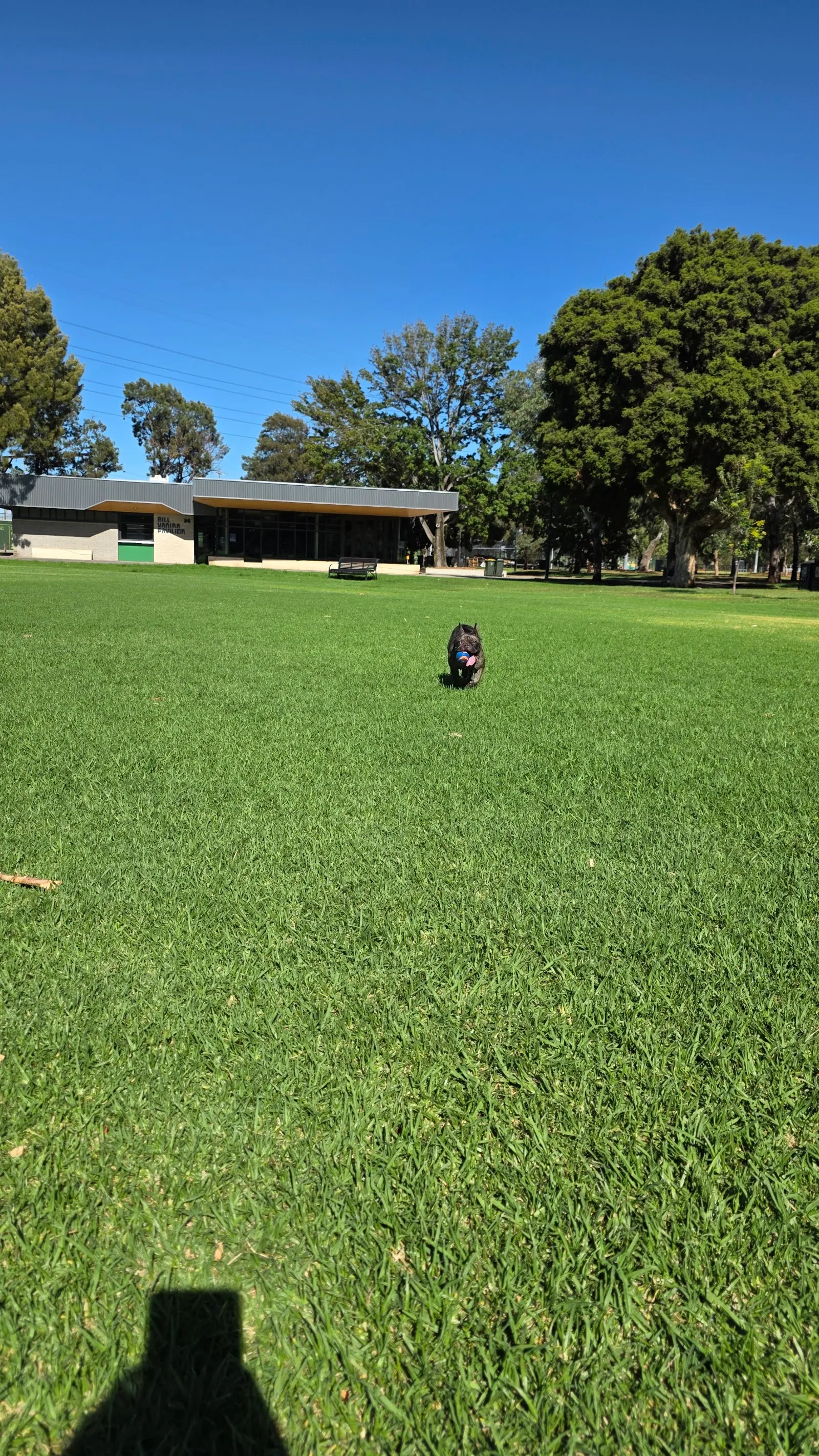 JJ Holland Park Dog Off Leash Area dog park