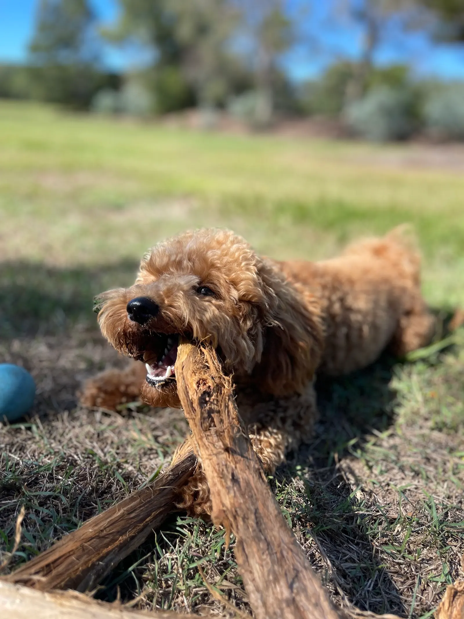 Carindale Recreation Reserve Fenced Dog Park dog park