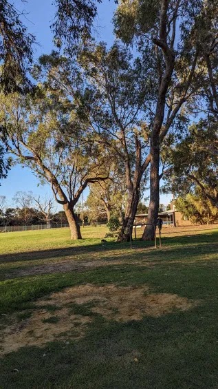 Wilson Park Fenced Dog Park dog park