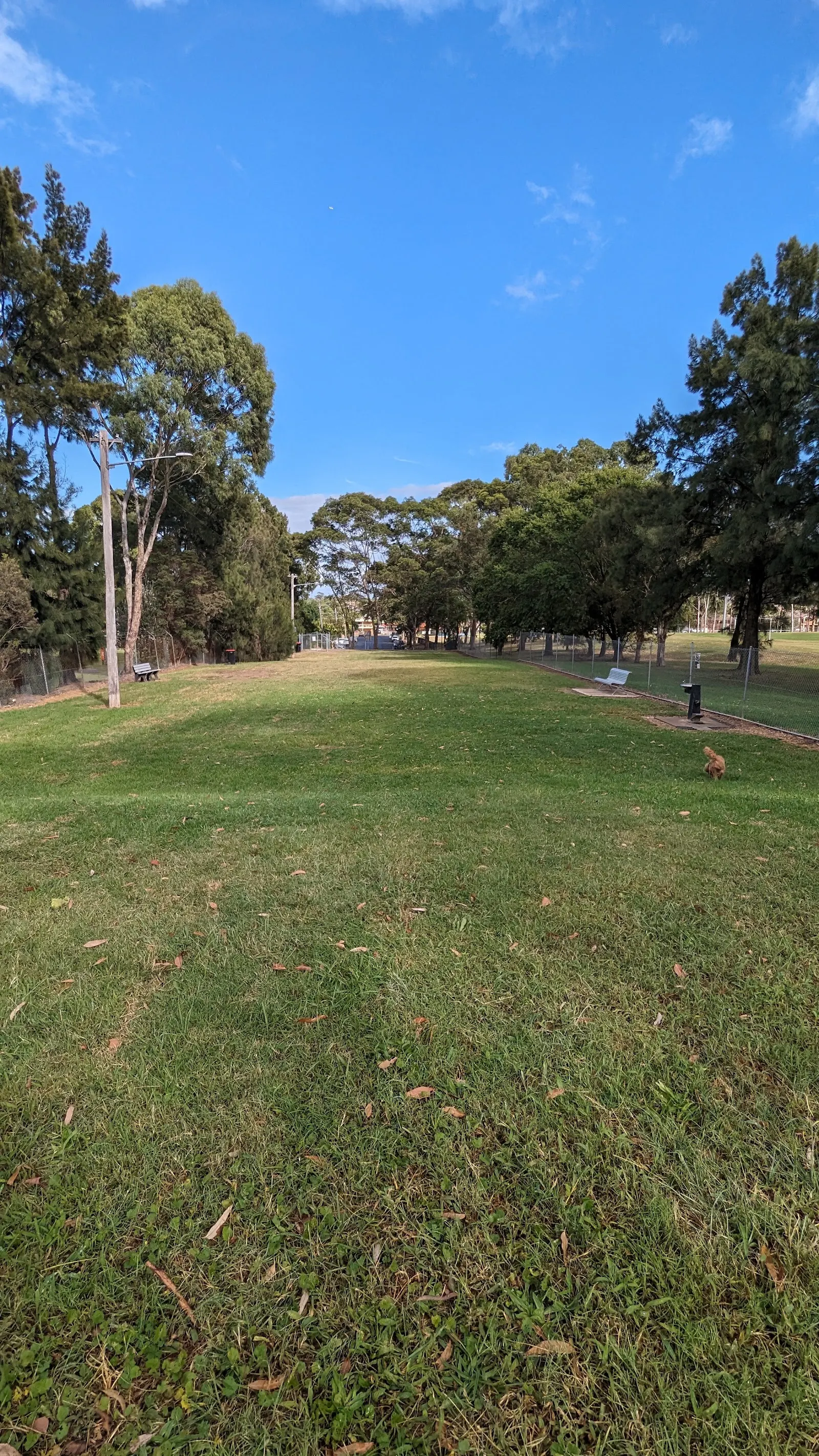 Coleman Park Fenced Dog Park dog park