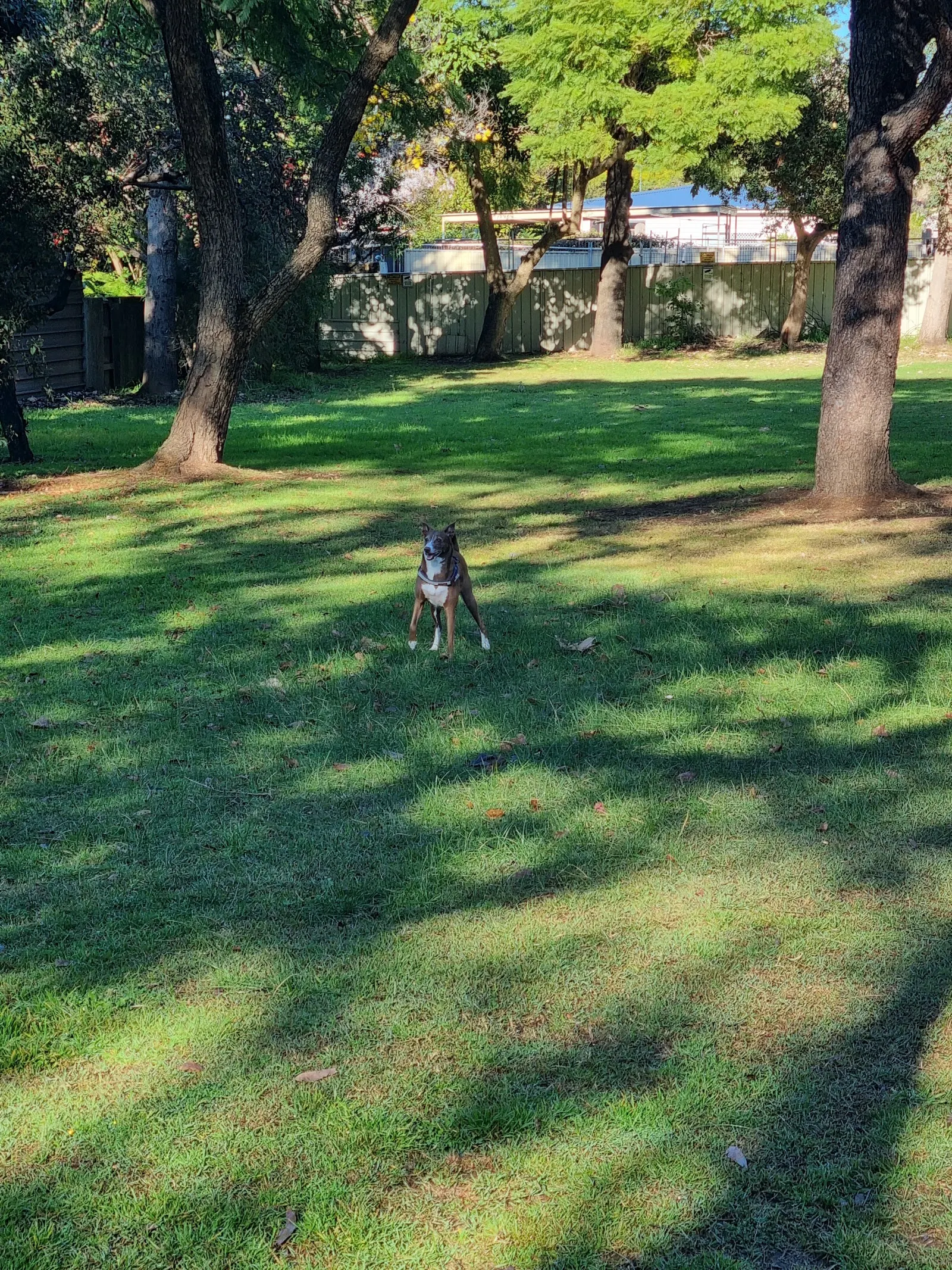 King George V Park Fenced Dog Park dog park