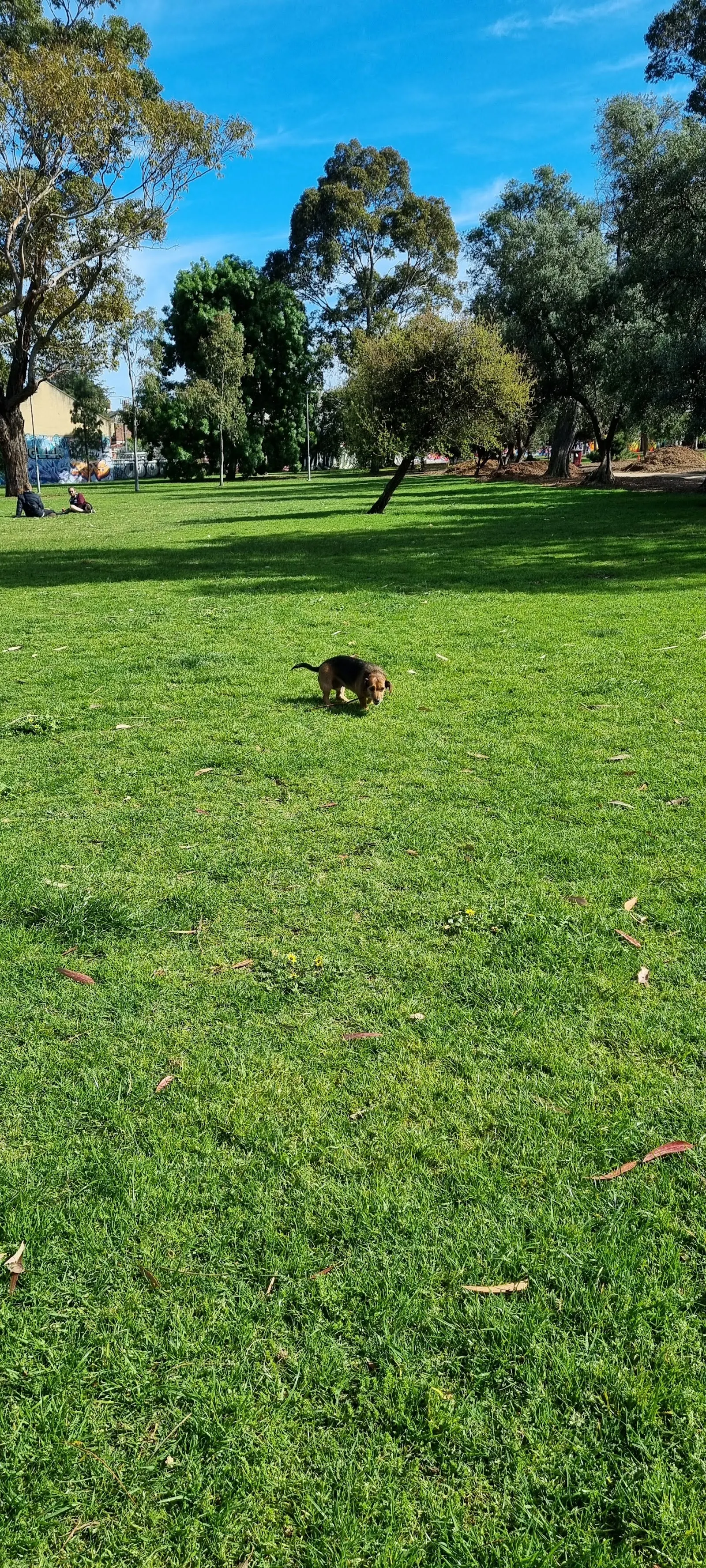 Alma Park East Dog Off Leash Area dog park