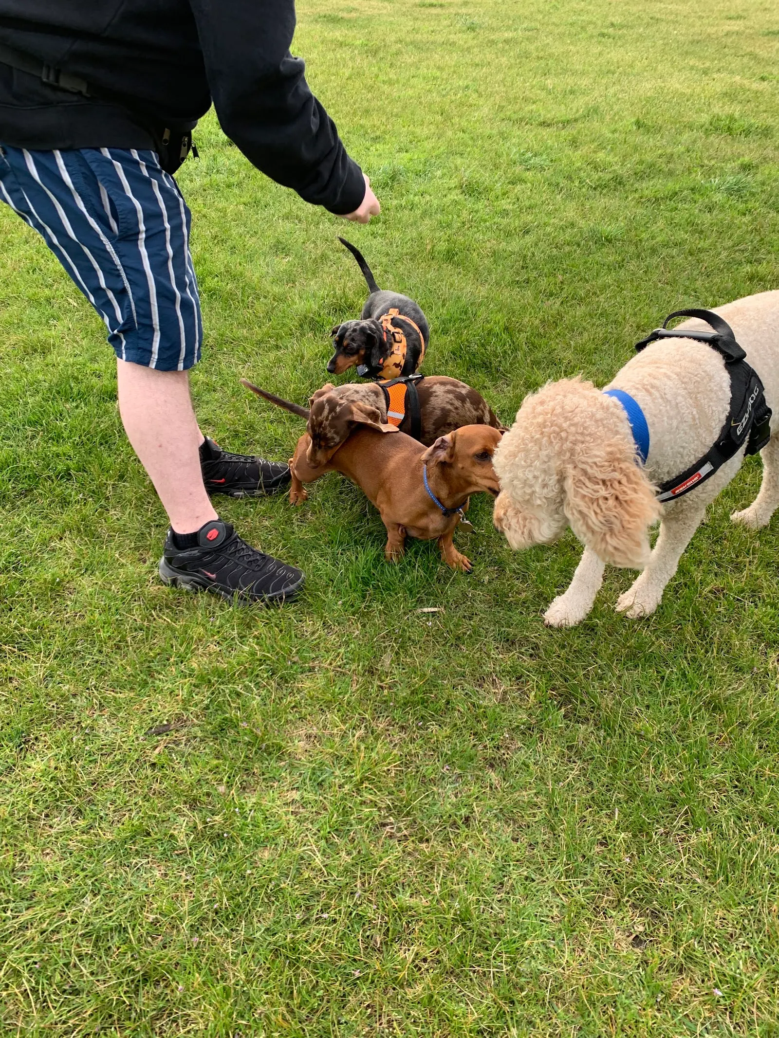 Royal Avenue Reserve Dog Off Leash Area dog park