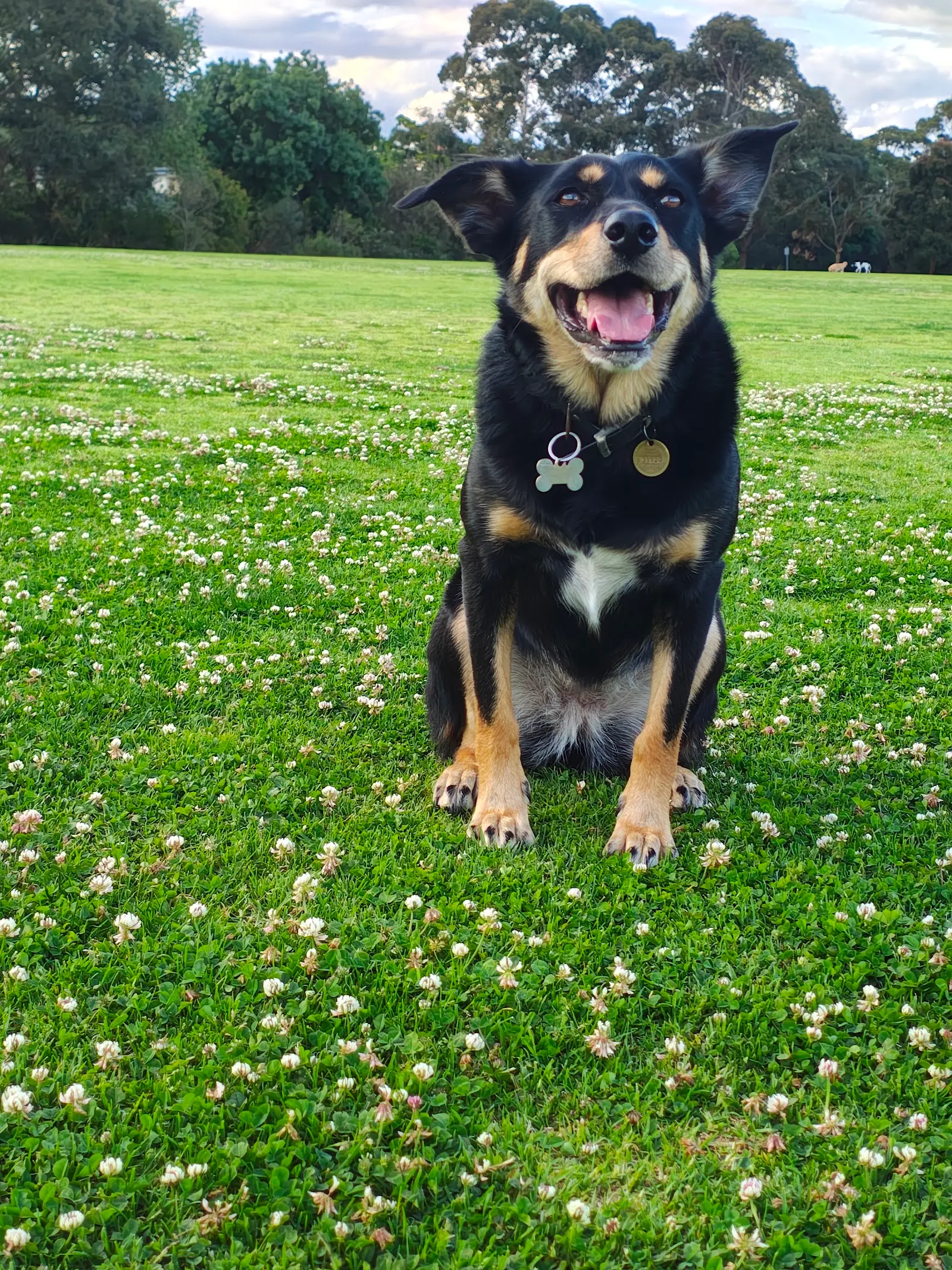 Dendy Park Dog Off Leash Area dog park