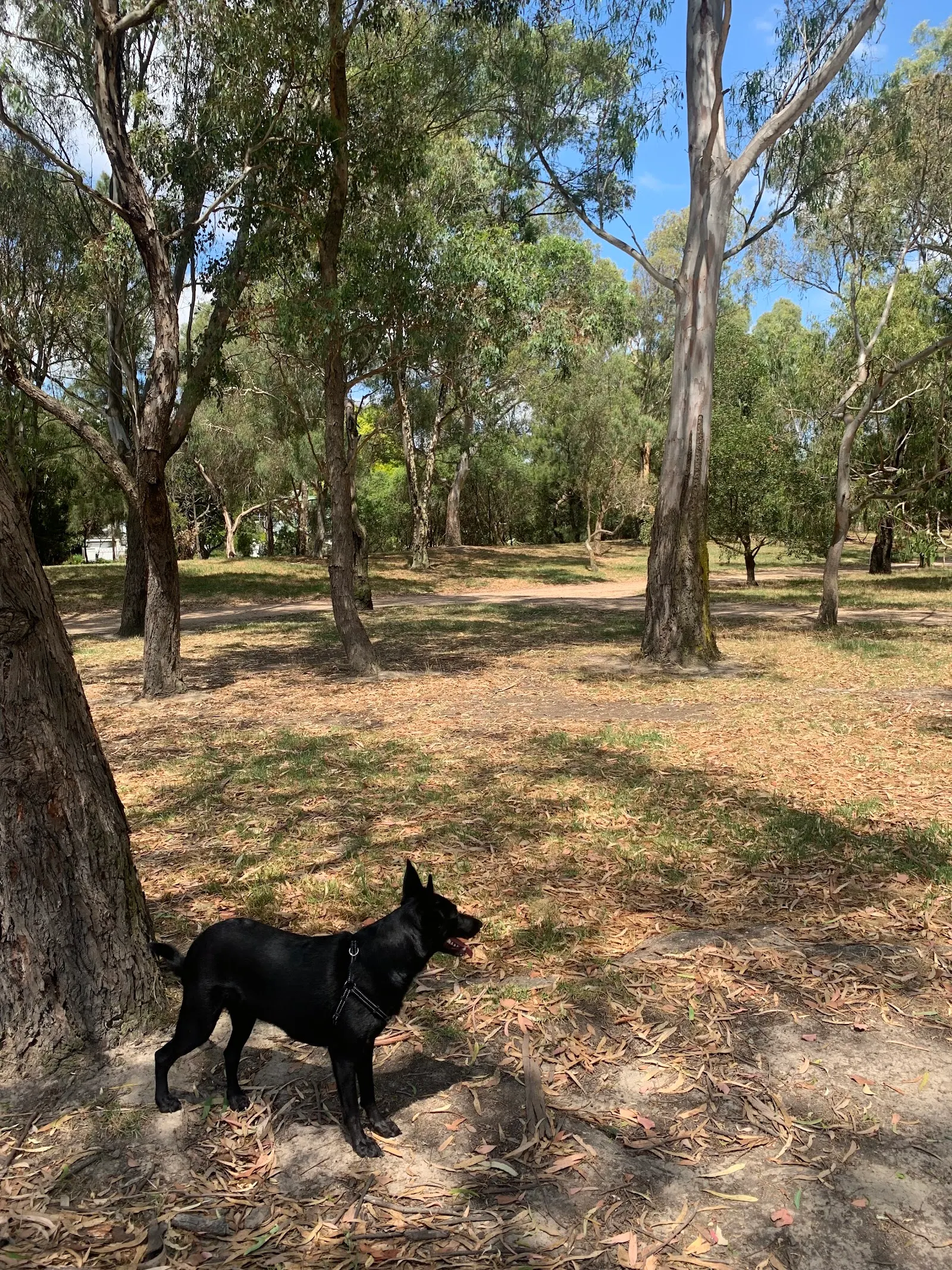 Hays Paddock Dog Off Leash Area dog park