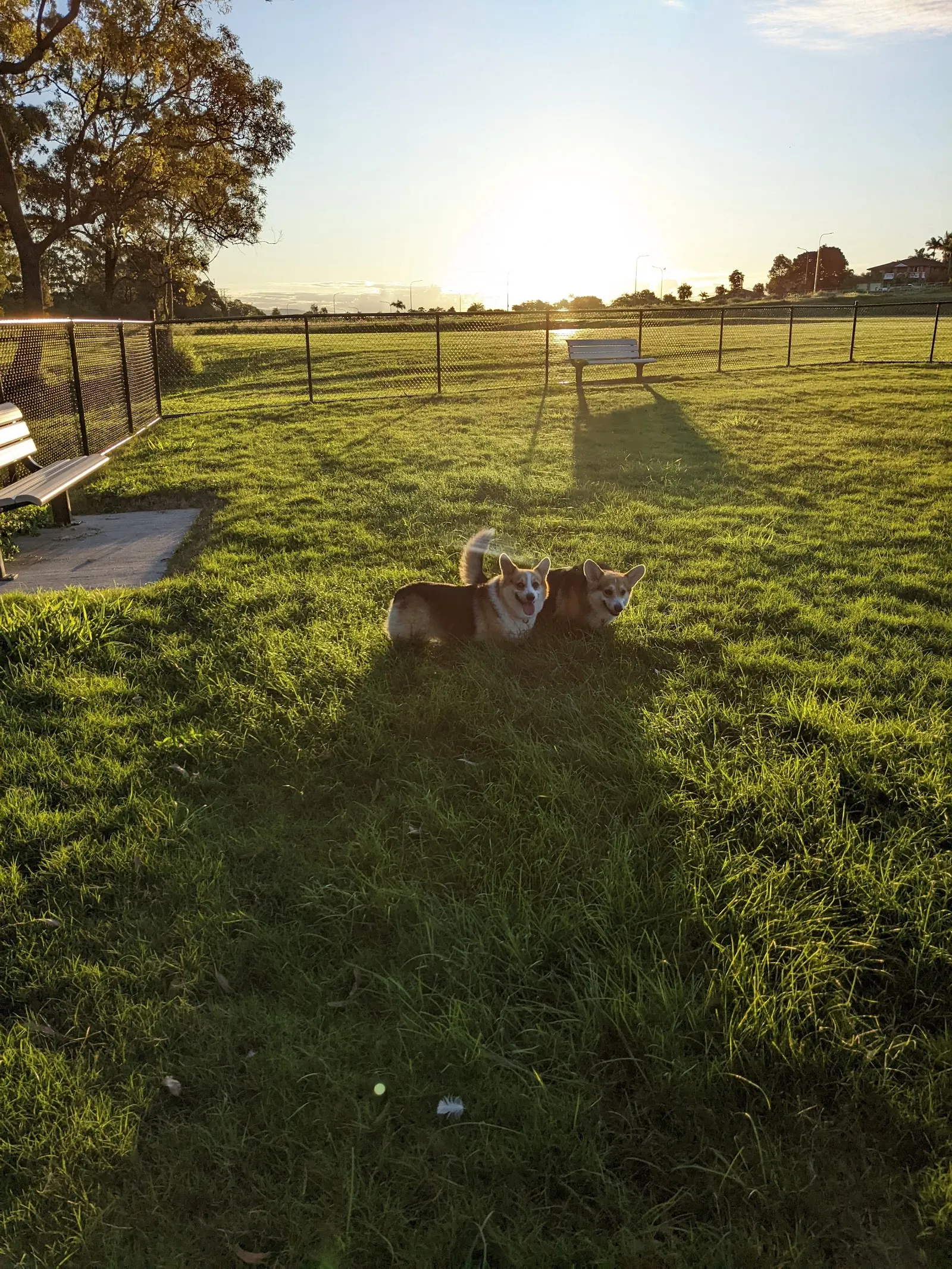 Bill Brown Sports Reserve Fenced Dog Park dog park