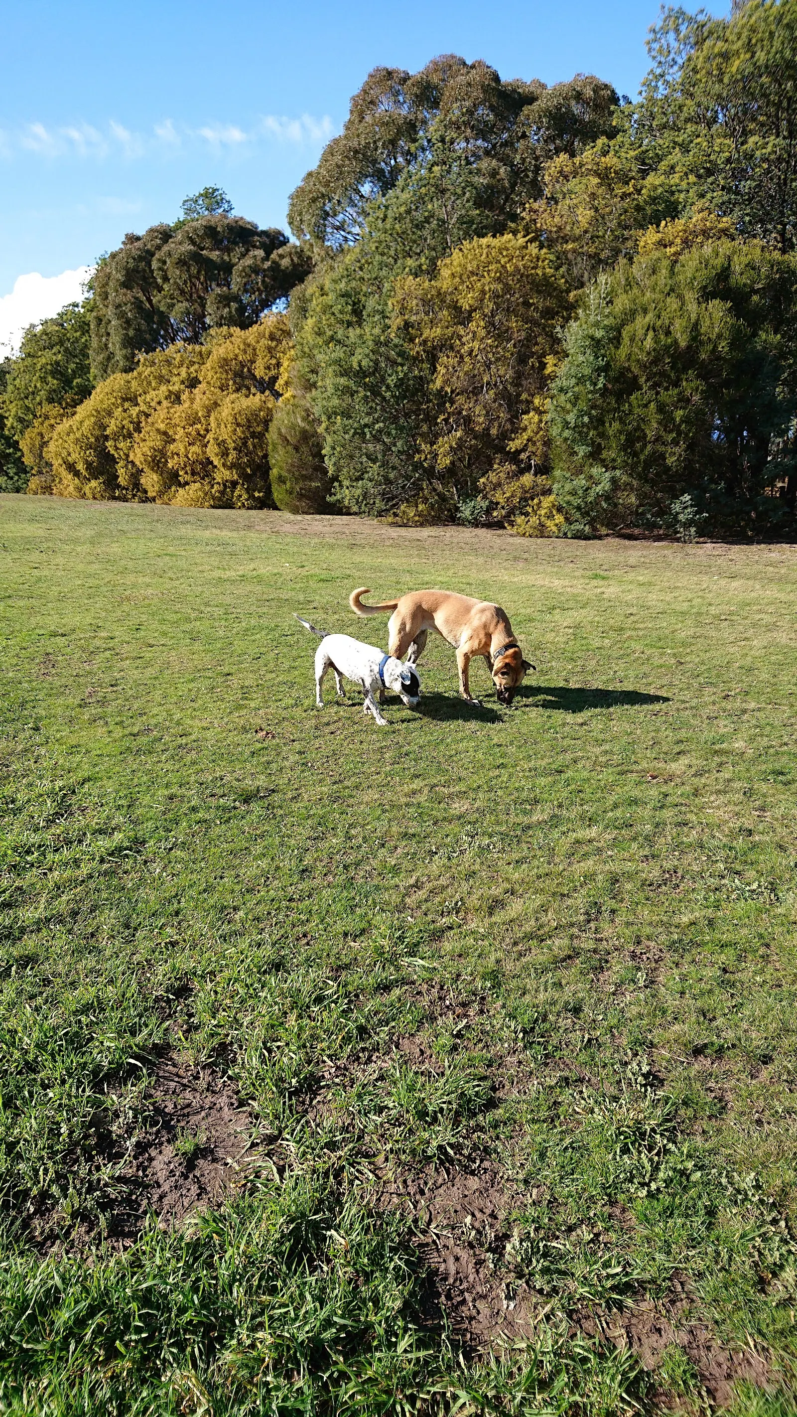 Perth Dog Exercise Area dog park