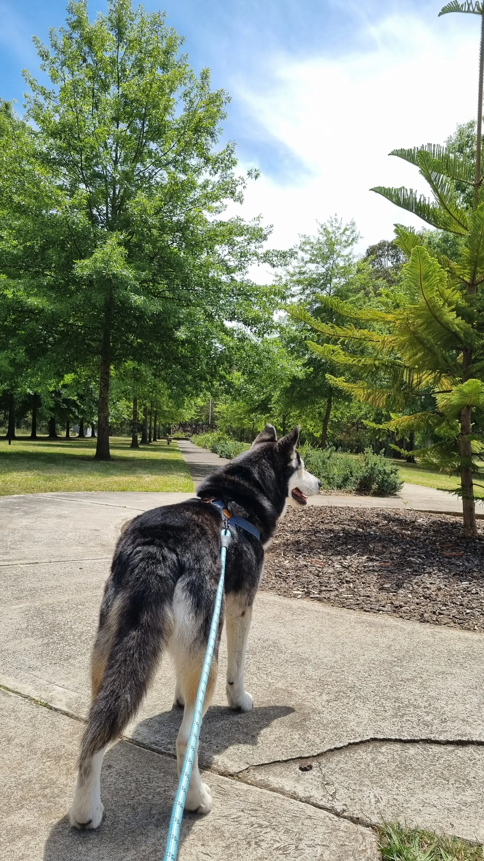 Lieutenant Cantello Reserve Fenced Dog Park dog park