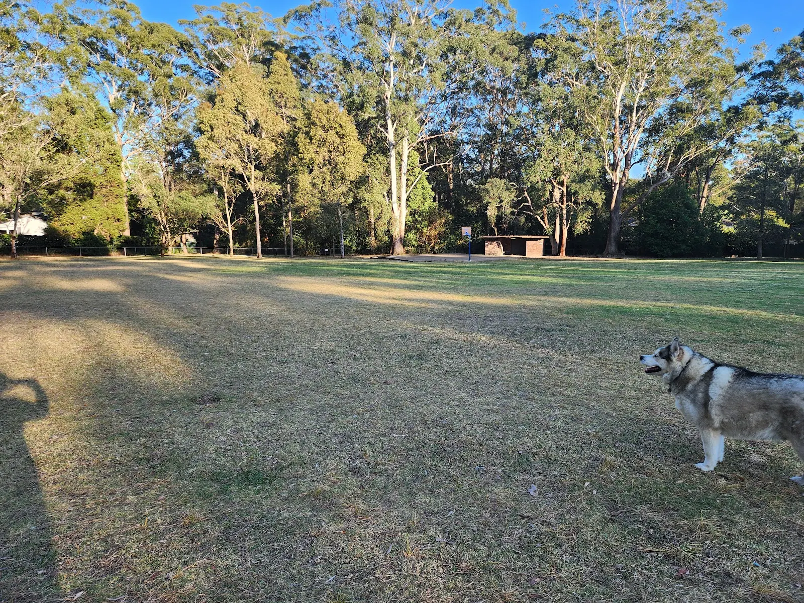 Wahroonga Dog Park dog park