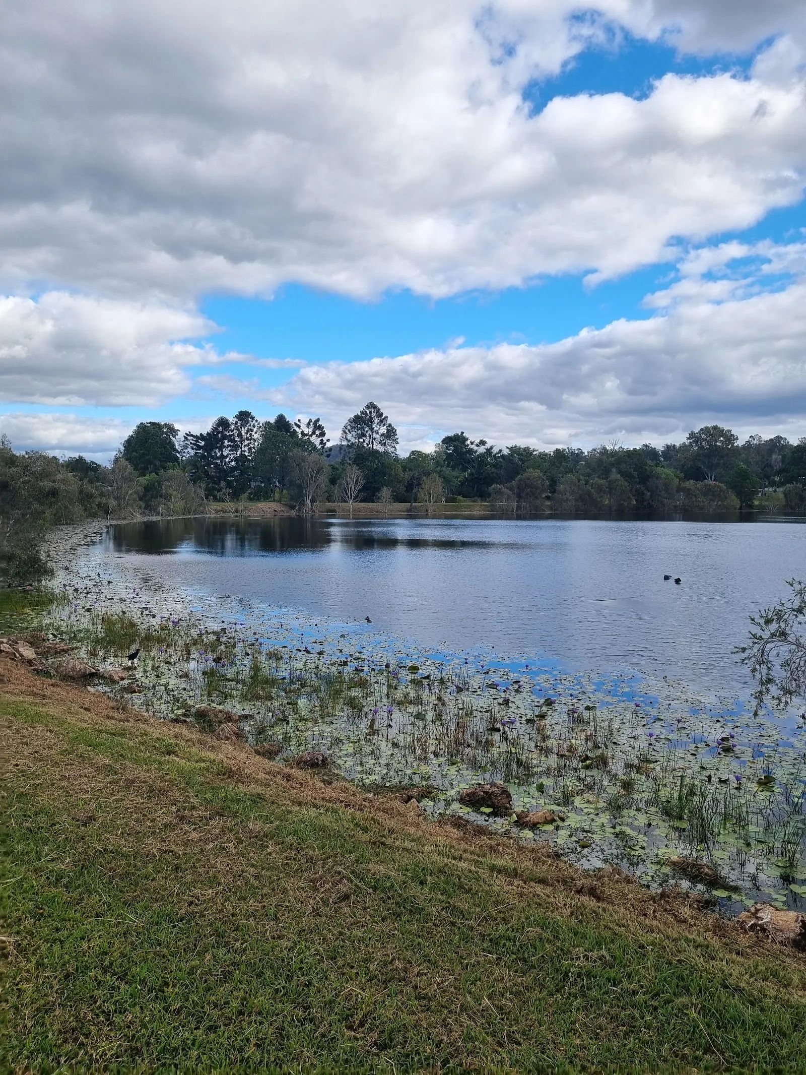 Oxenford Park (not off-leash) dog park
