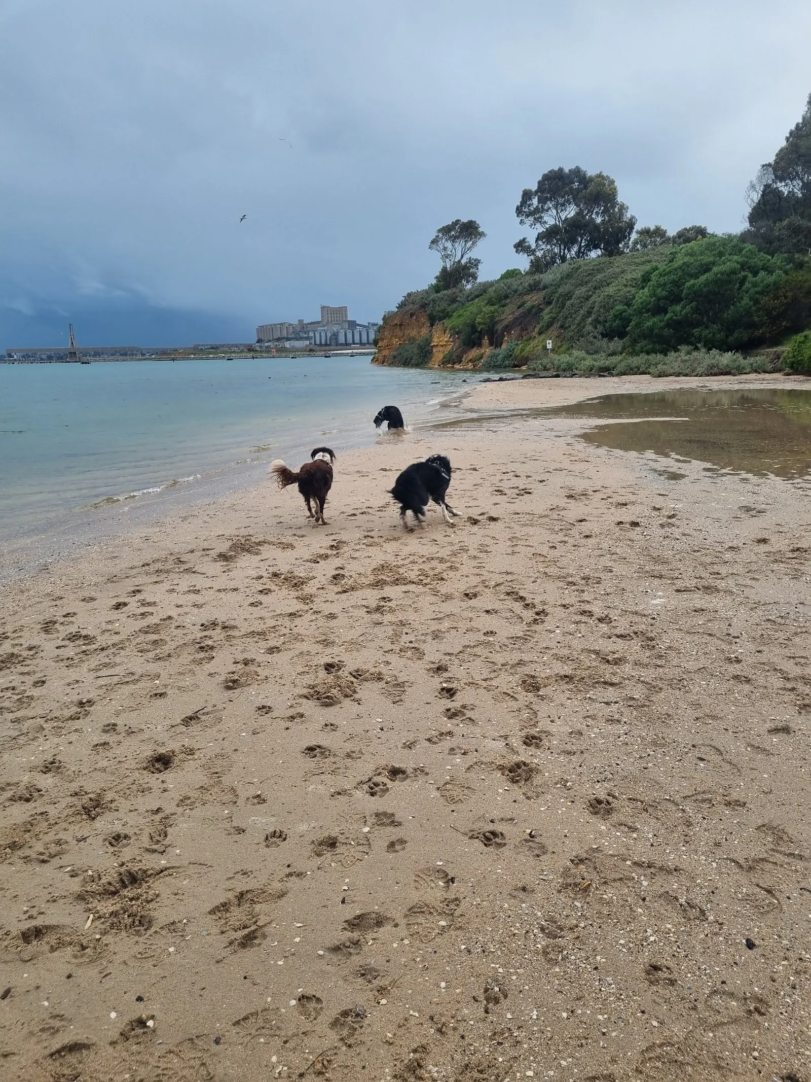Moorpanyal Dog Area dog park