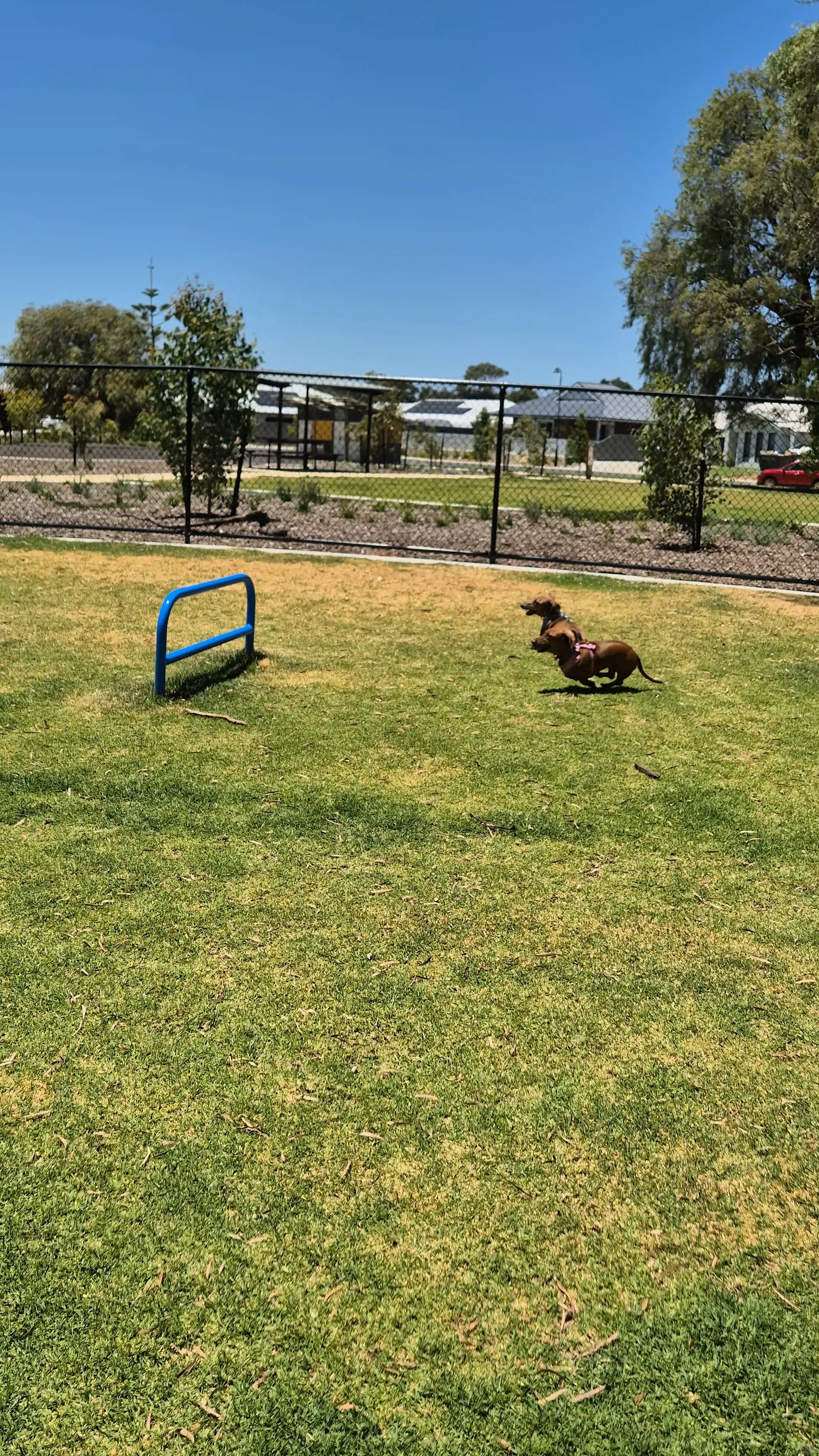 Vasse Dog Park dog park