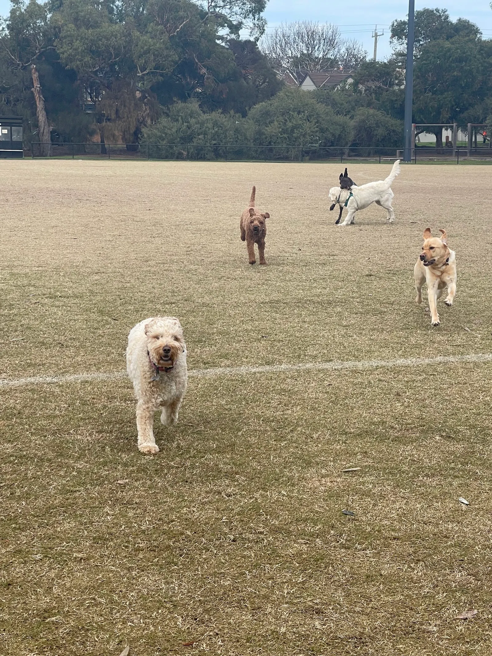 Donald MacDonald Reserve Dog Off Leash Area dog park