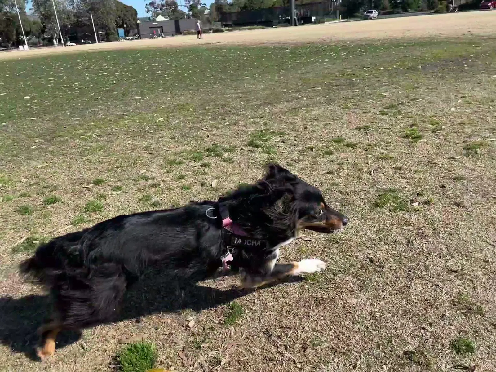 Banksia Reserve Dog Off Leash Area dog park