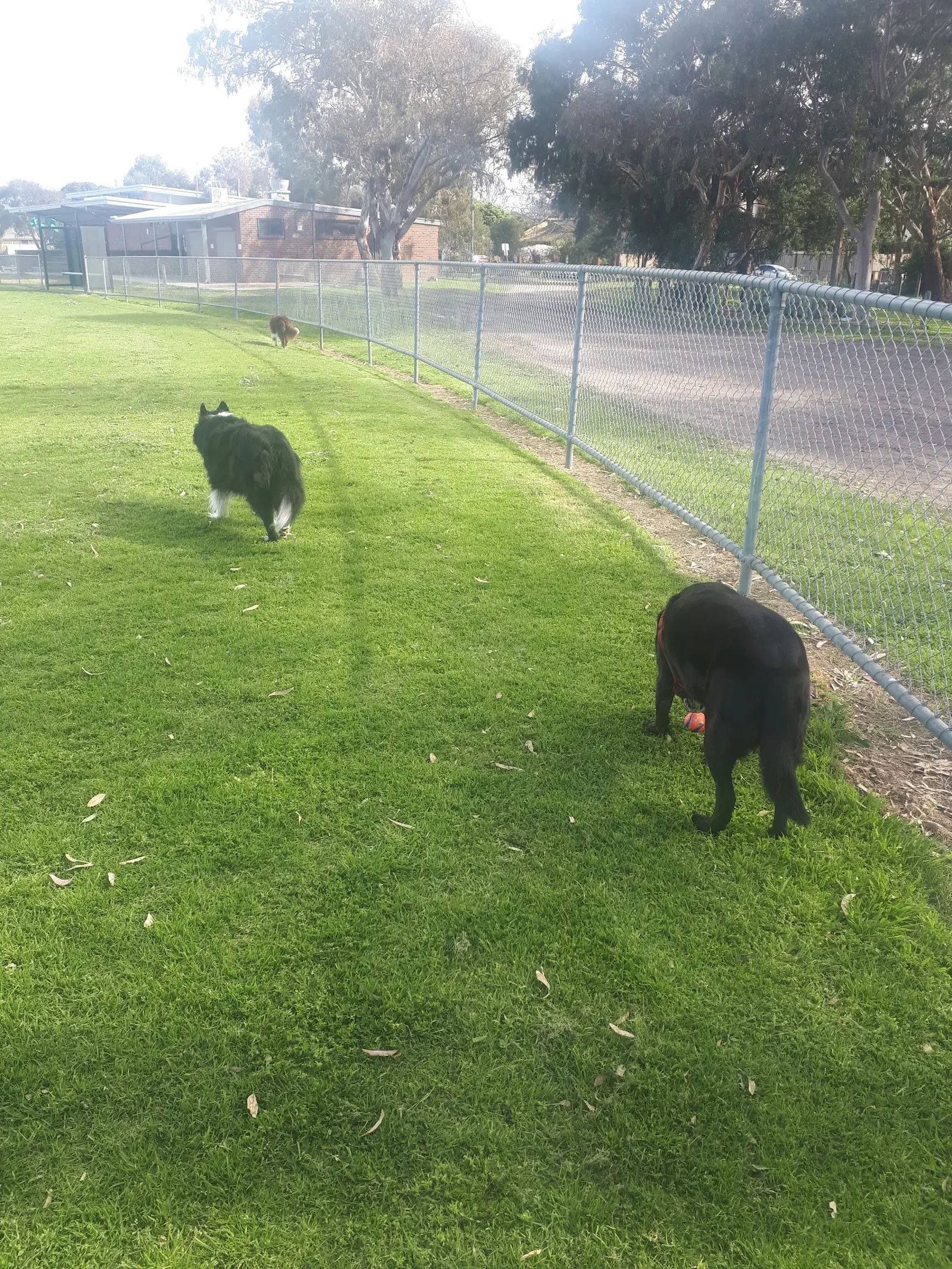 Kananook Reserve Dog Off Leash Area dog park