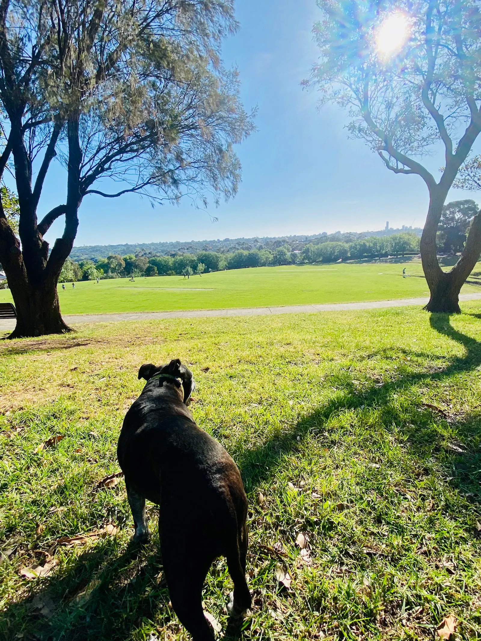 Anderson Reserve Dog Off Leash Area dog park