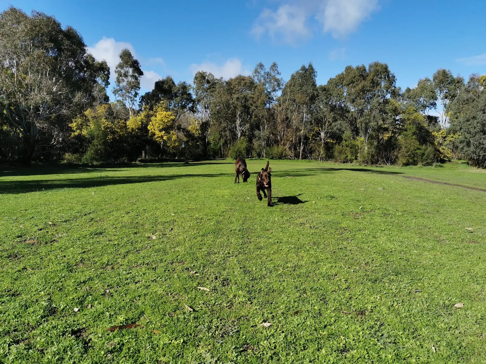 Banyule Flats Reserve Dog Off Leash Area dog park
