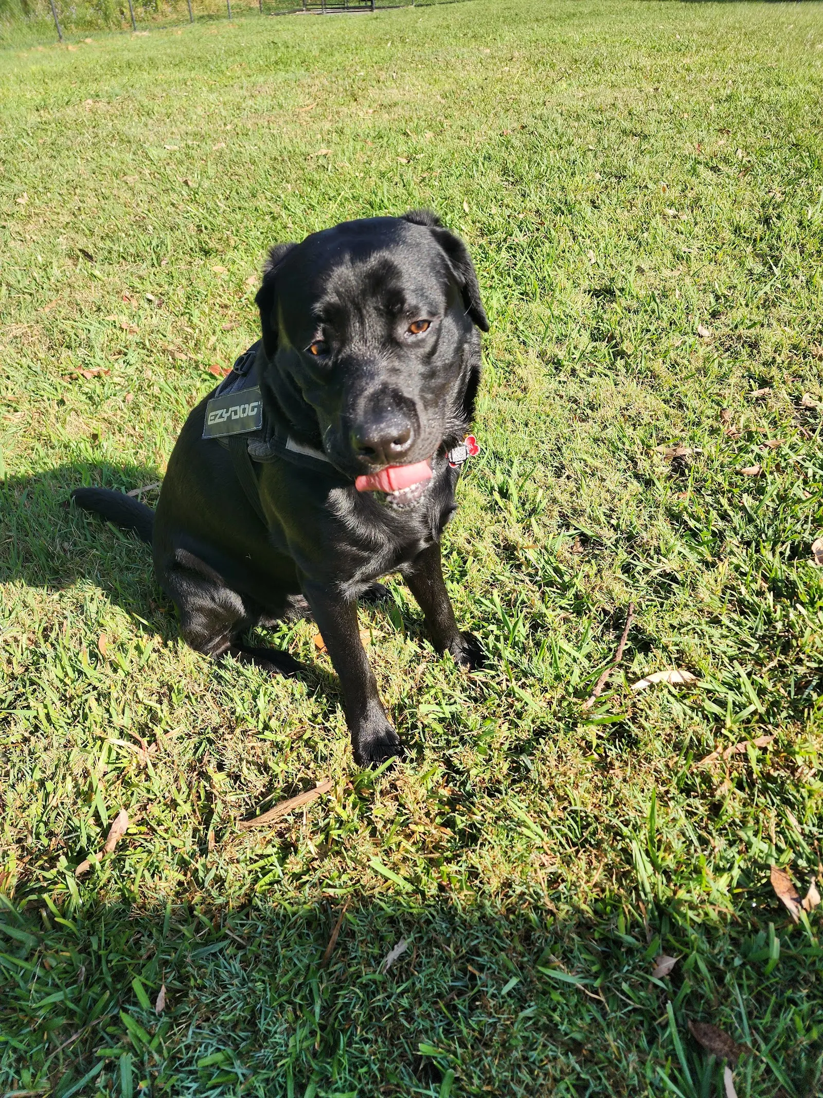 Cornubia Dog Park dog park