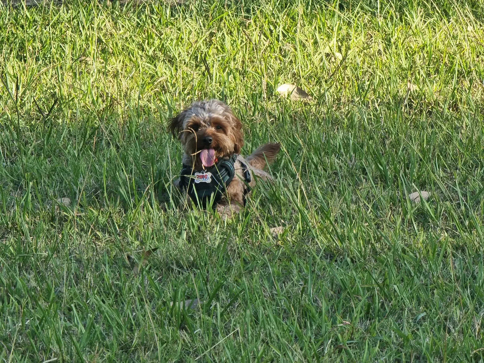 Stanhope dog park dog park