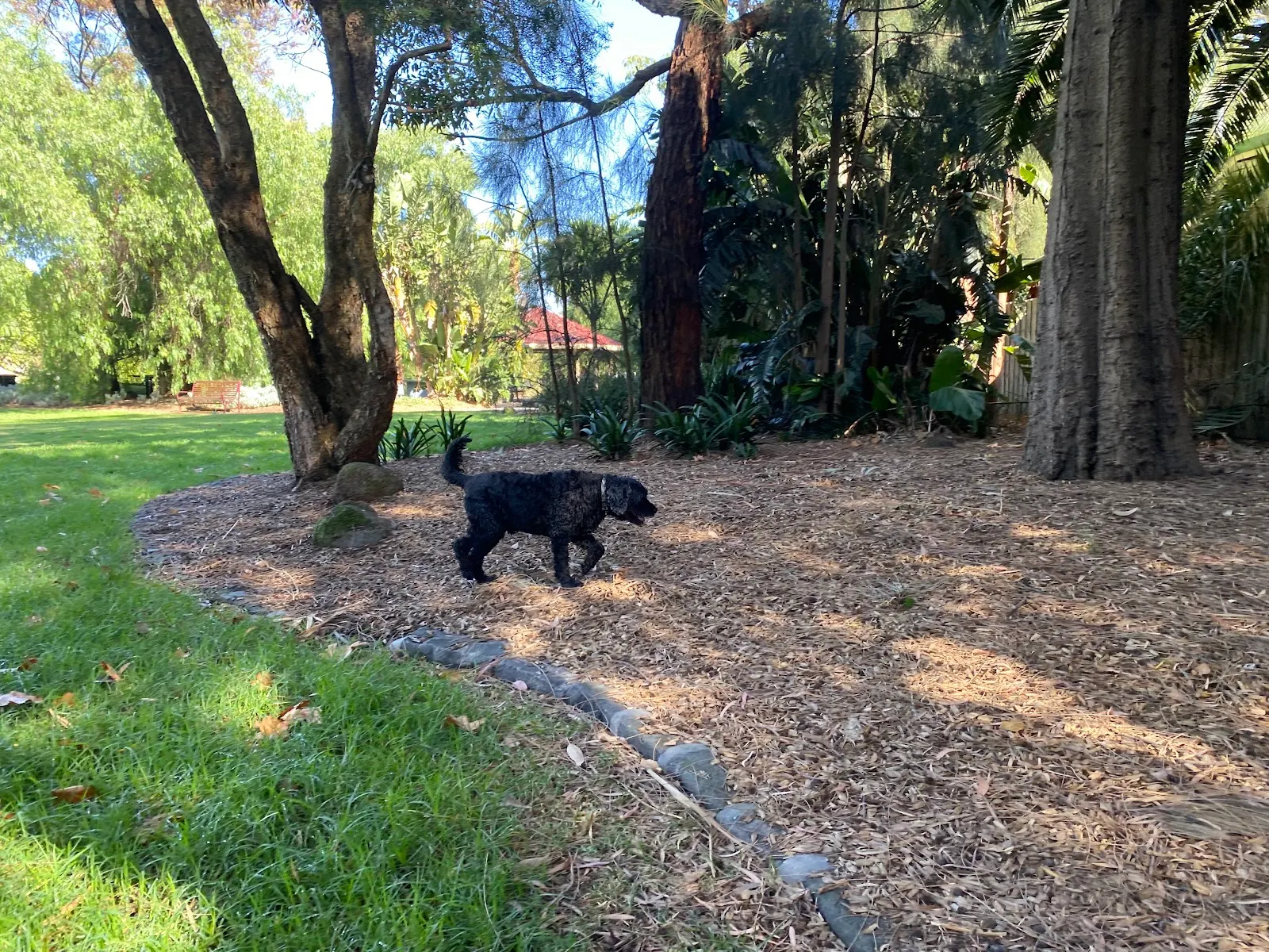 Harleston Park Dog Off Leash Area dog park